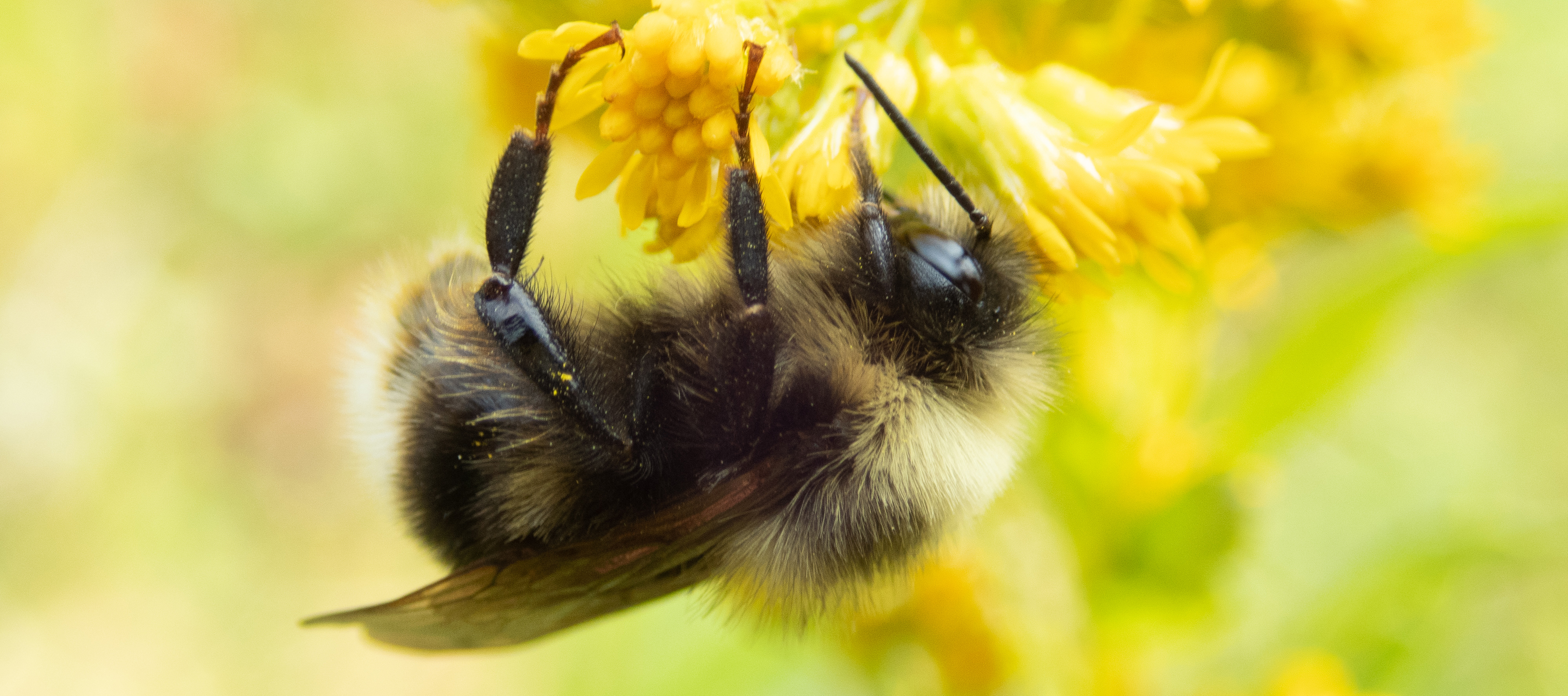 A western bumble bee (Bombus occidentalis) hangs upside down as it collects nectar from a yellow blossom.