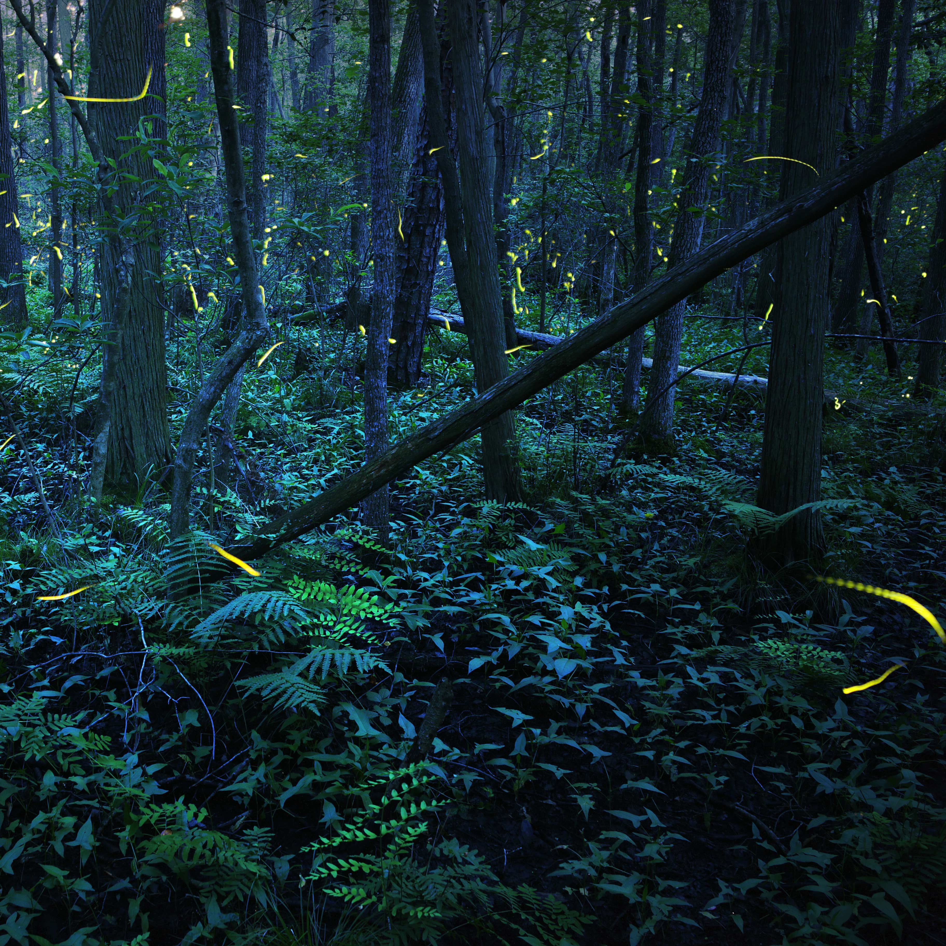 A dark forest filled with ferns, downed trees, rocks, and lush underbrush, is filled with bright dashes of yellow in this long-exposure shot of fireflies at night.