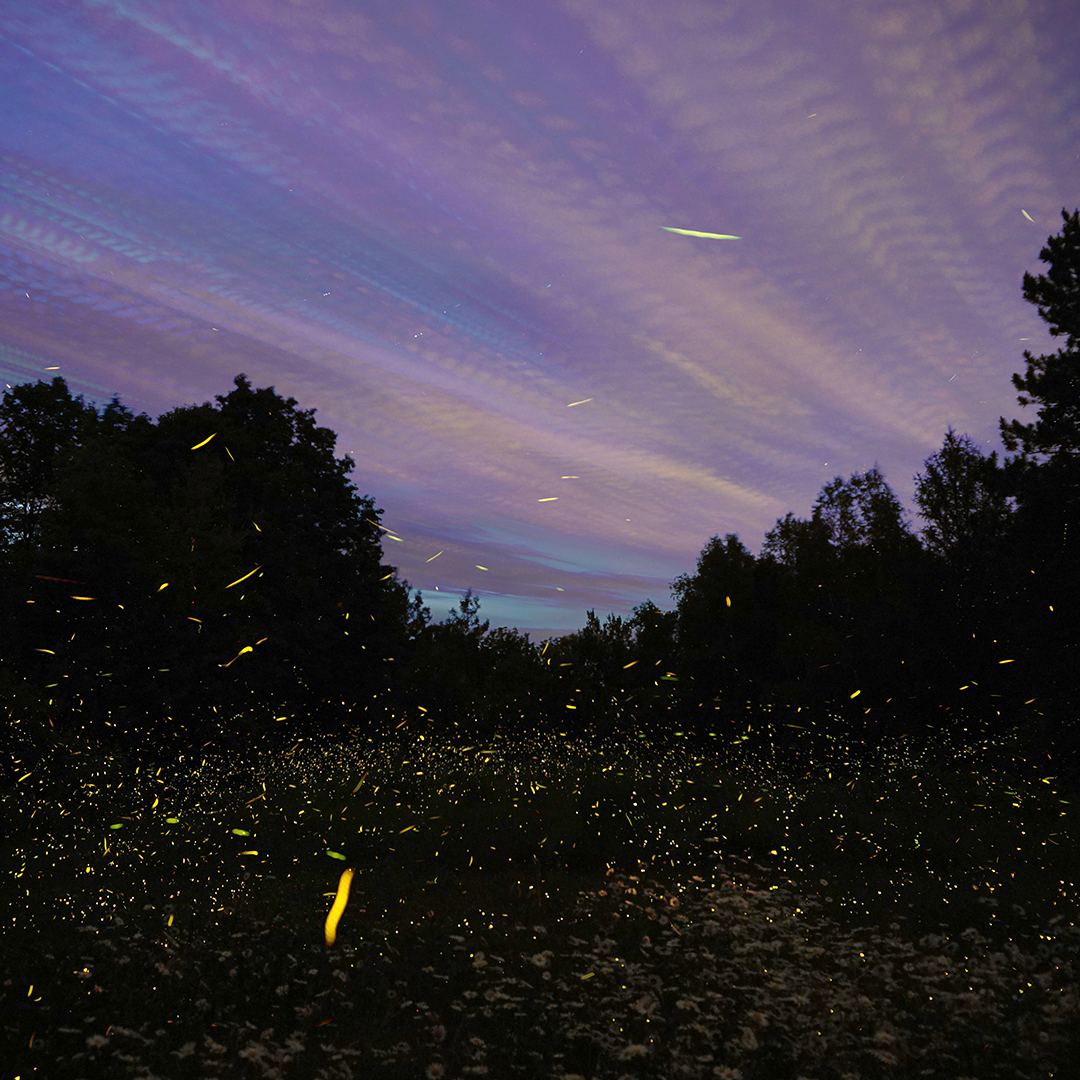 Fireflies at dusk in Maine. Photo Mike Lewinski (CC BY 2.0)