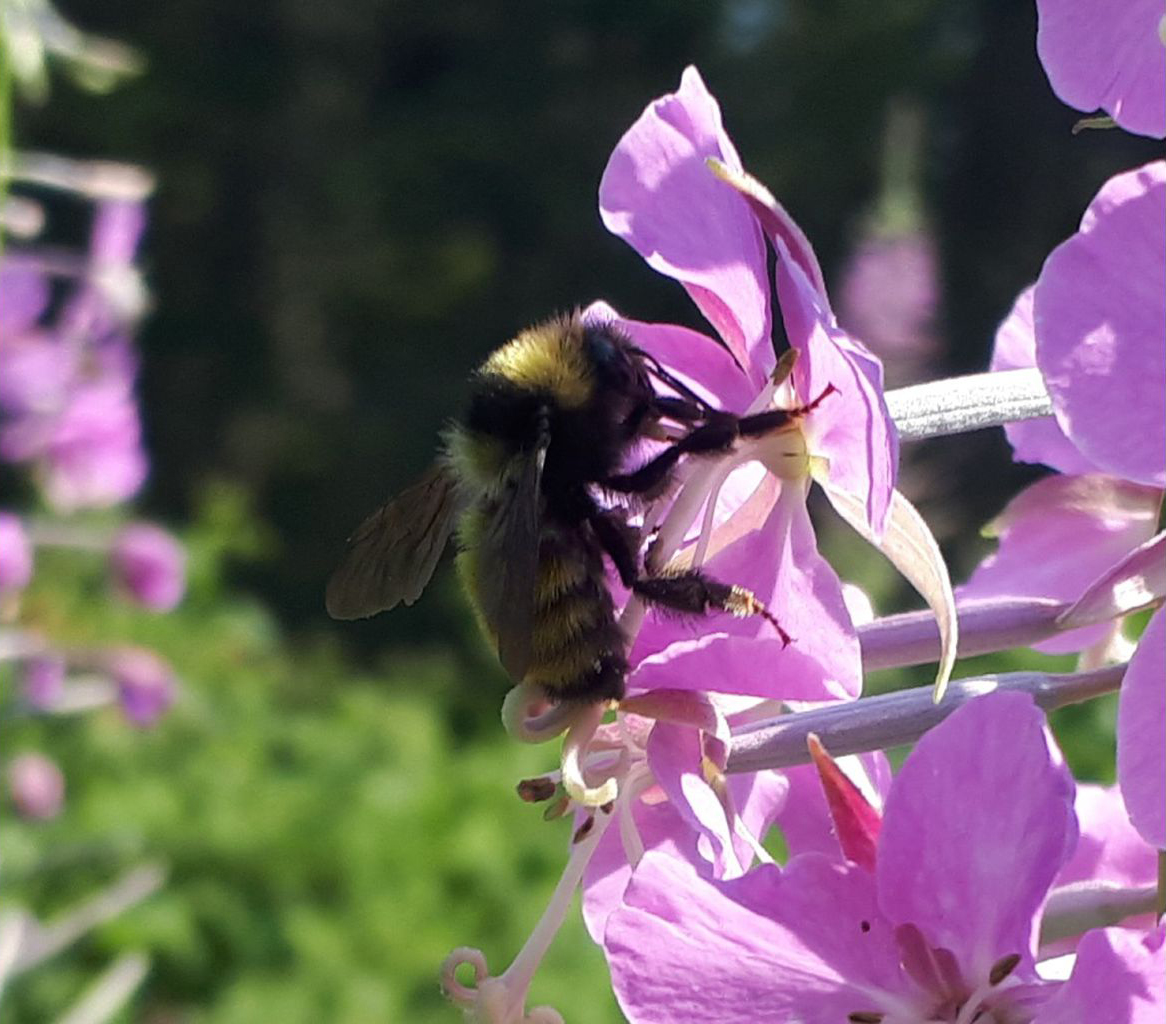 "purple flower, yellow bumble bee, community science, conservation"