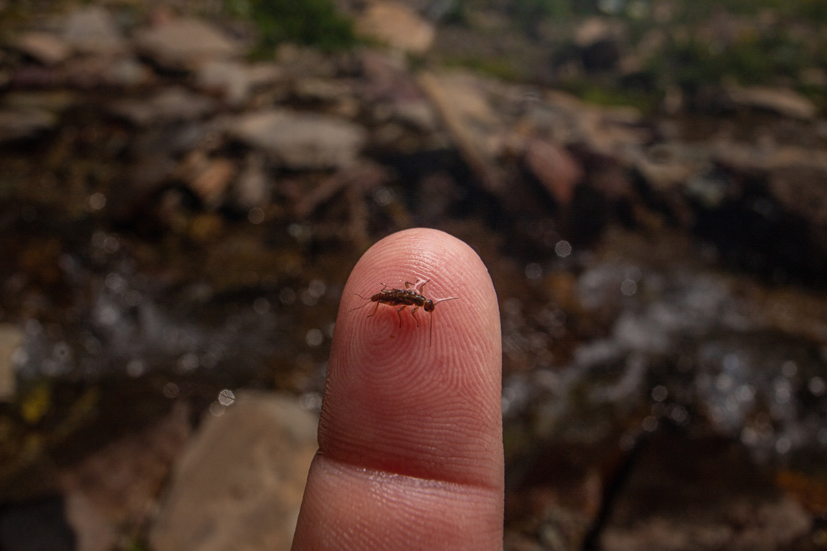 A small meltwater stonefly rests on someone's finger