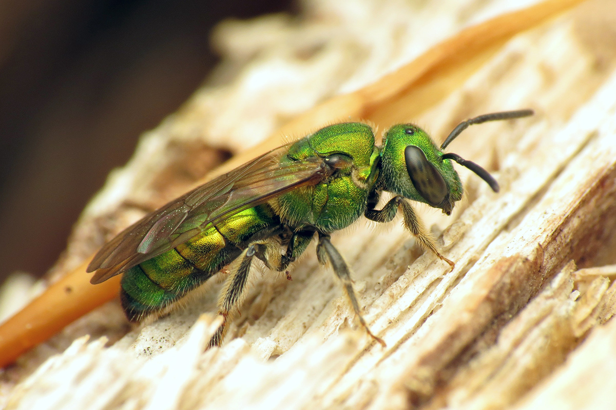 Pure gold-green sweat bee on wood