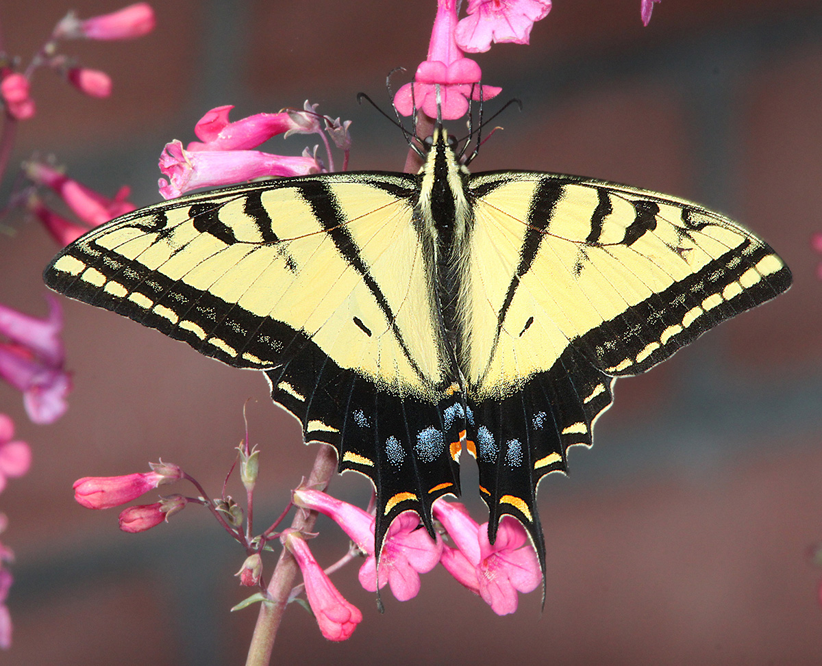  Two-tailed swallowtail butterfly on flowers
