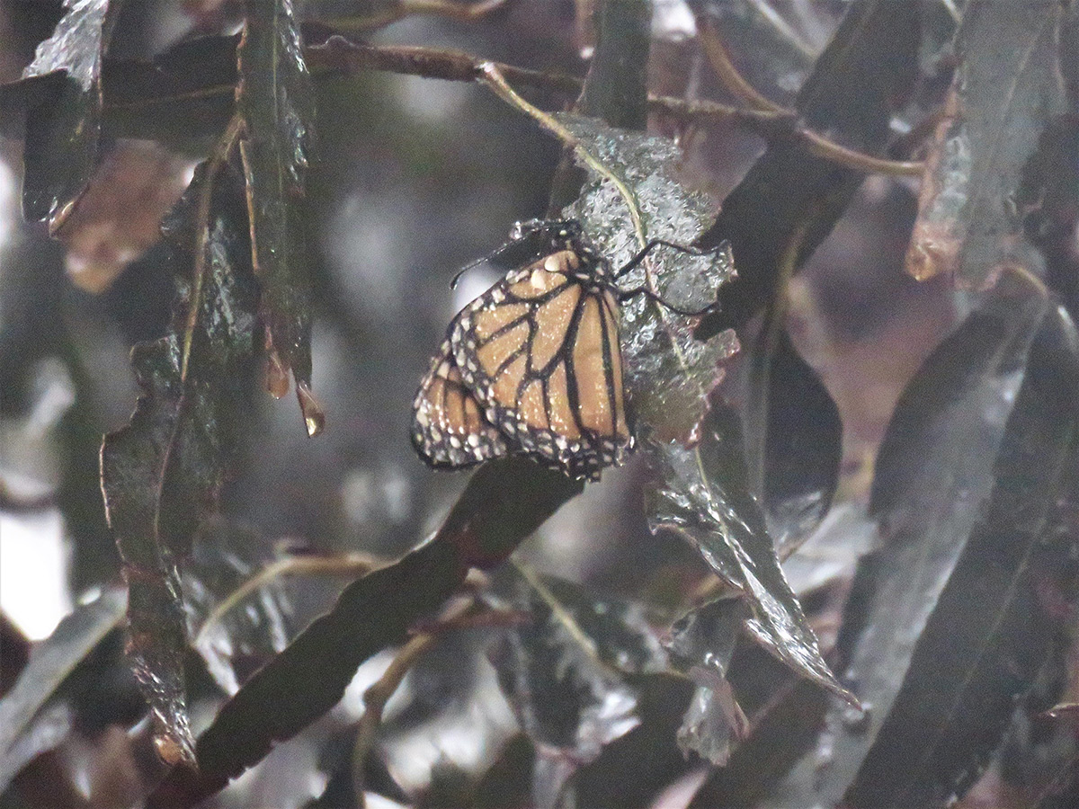 Monarch hangs on to wet leaf in the rain