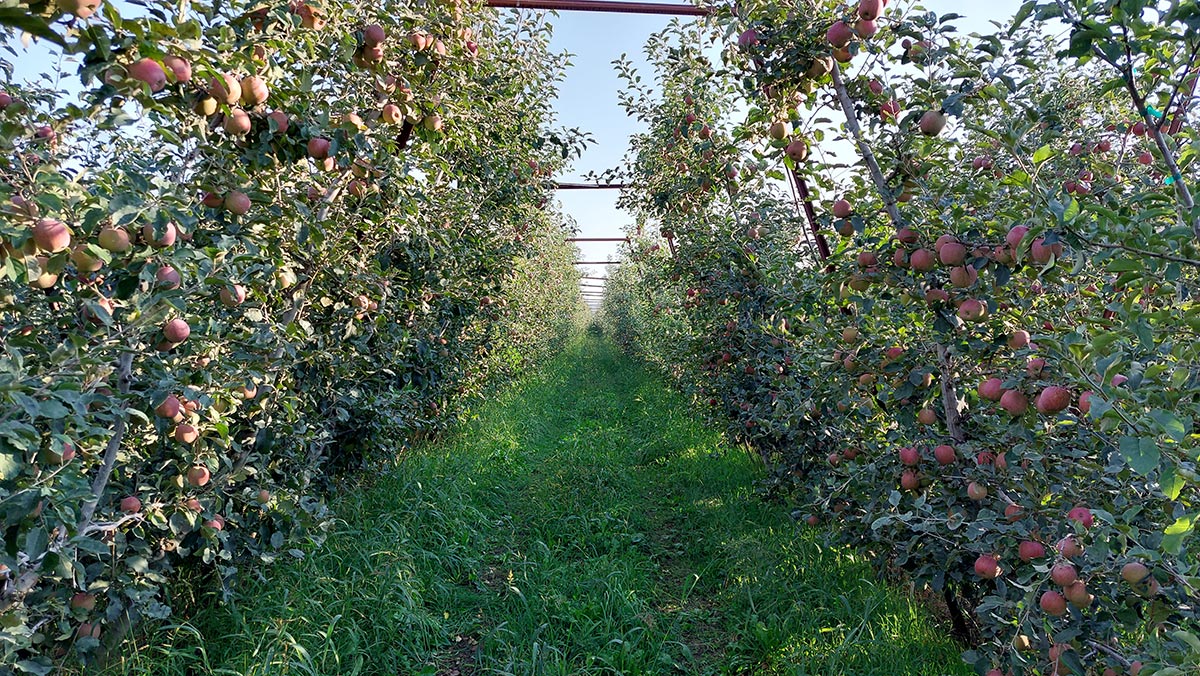 Pathway between "walls" of ripe apple trees 