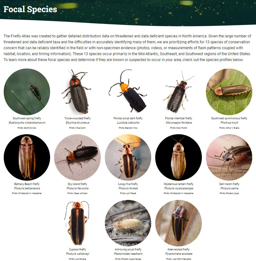 13 species of fireflies