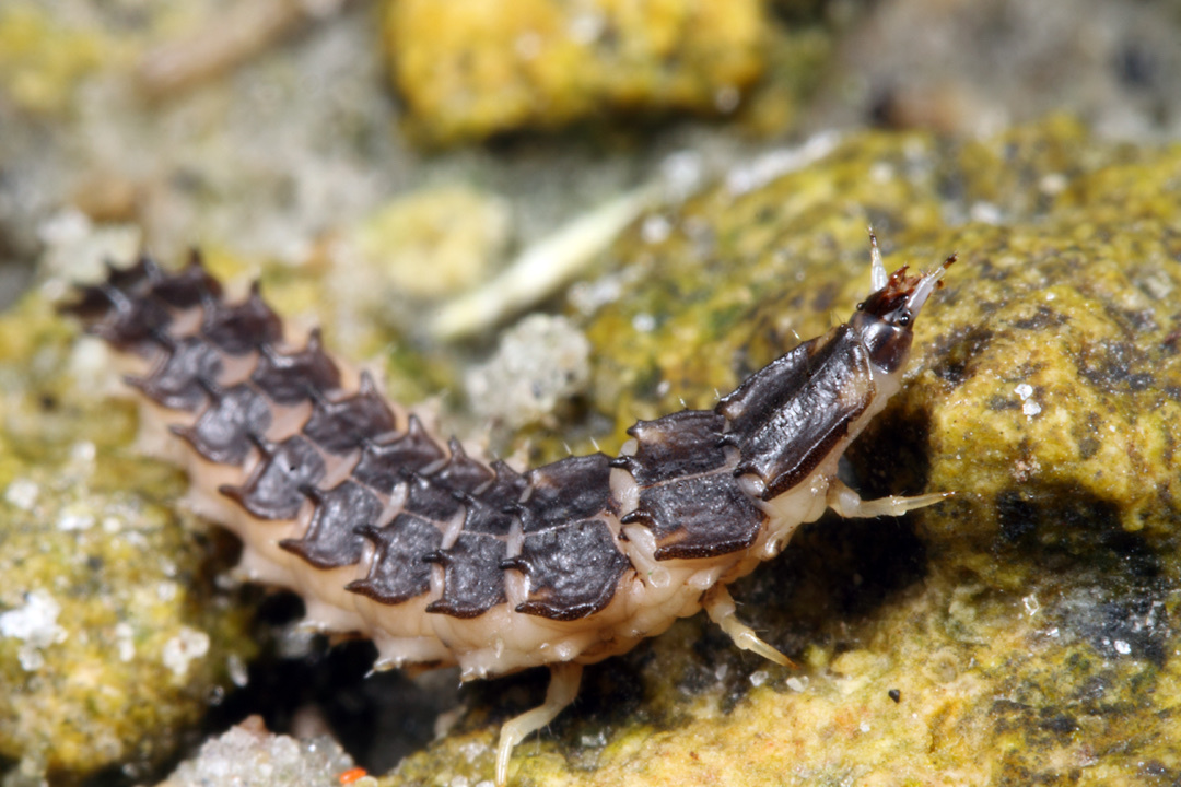 Florida intertidal firefly larva crawling on some rocks