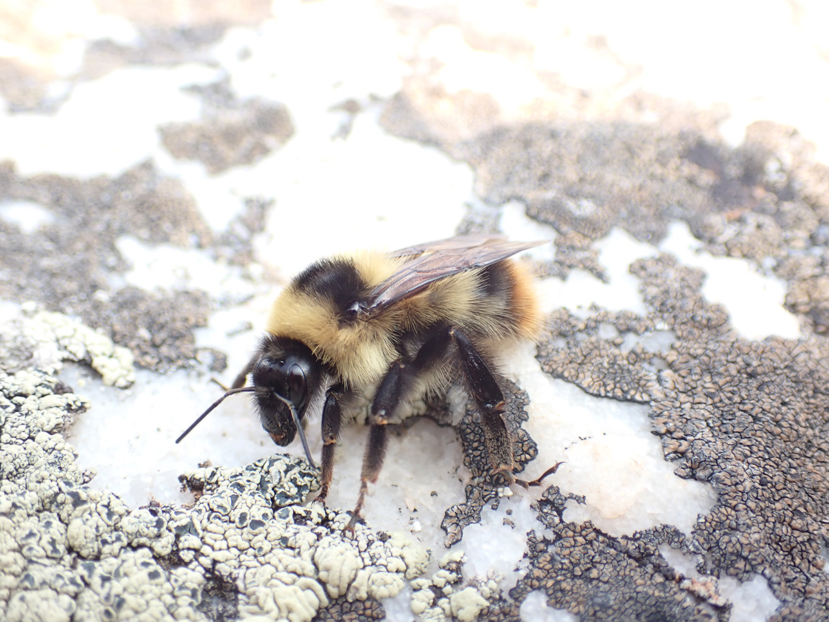Bumble bee on rock