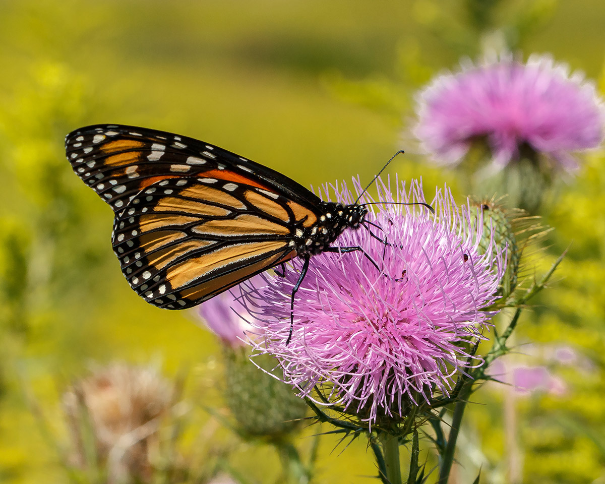 Monarch drinking nectar from thistle flower