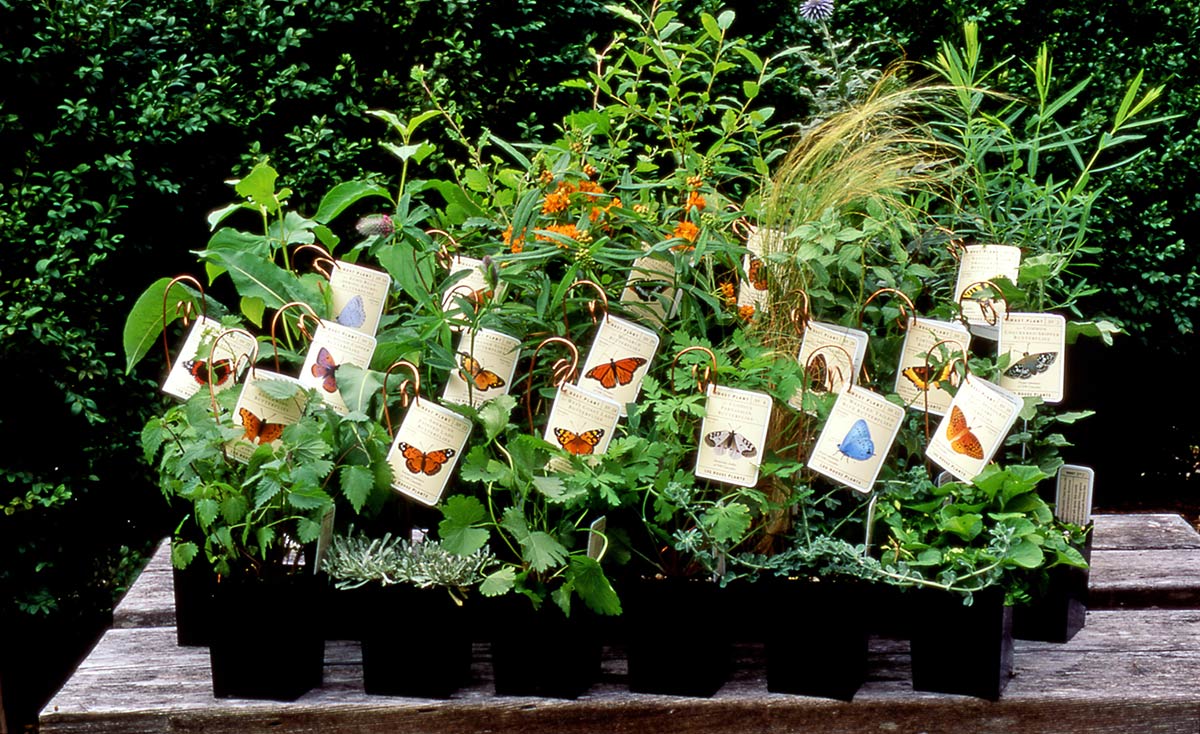 Several dozen different plant starts, each with an image of a different butterfly on the tag