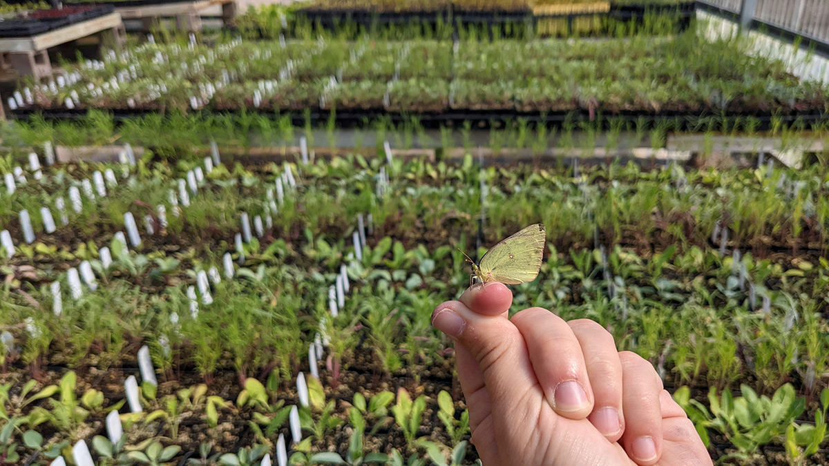 Butterfly in a greenhouse near plant starts