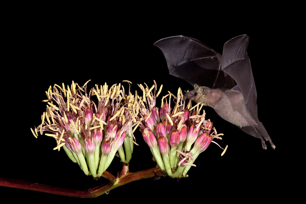 Lesser long-nosed bat with face covered in pollen from night blooming flower