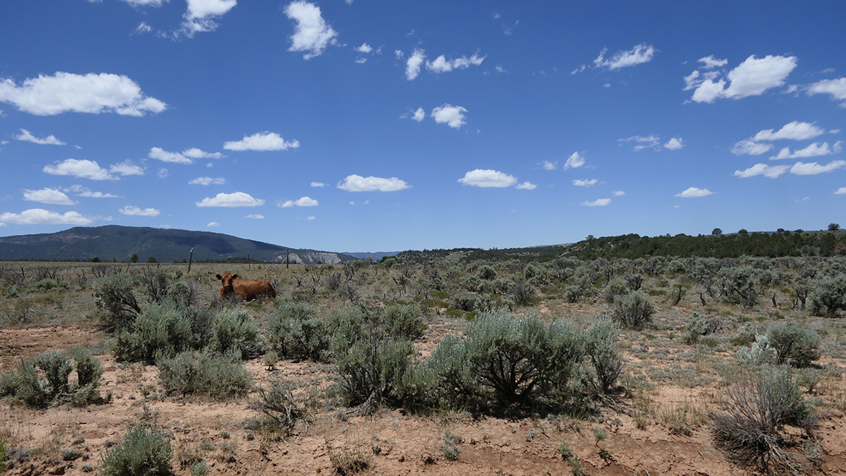 Cow resting amongst sagebrush in New Mexico