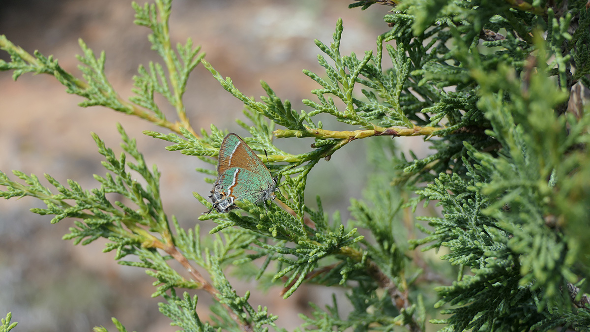 Juniper hairstreak butterfly in New Mexico