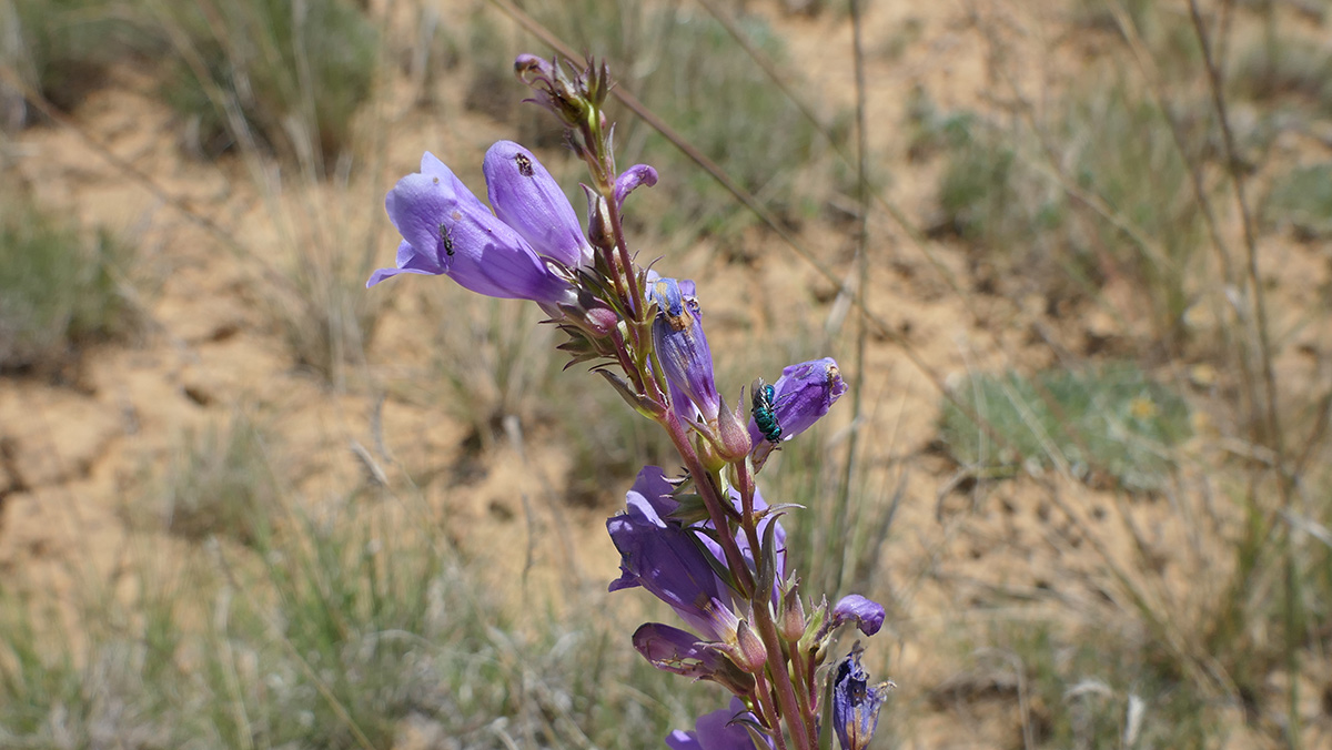 Native bee on flower in New Mexico