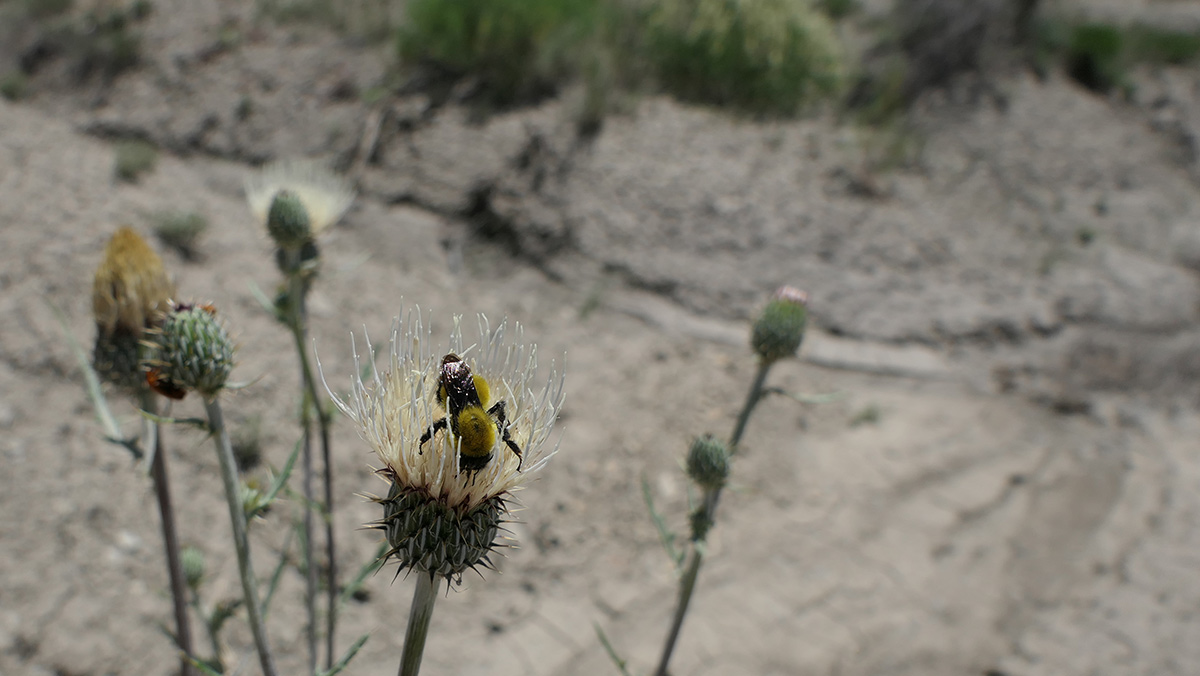 Yellow bumble bee on thistle flower