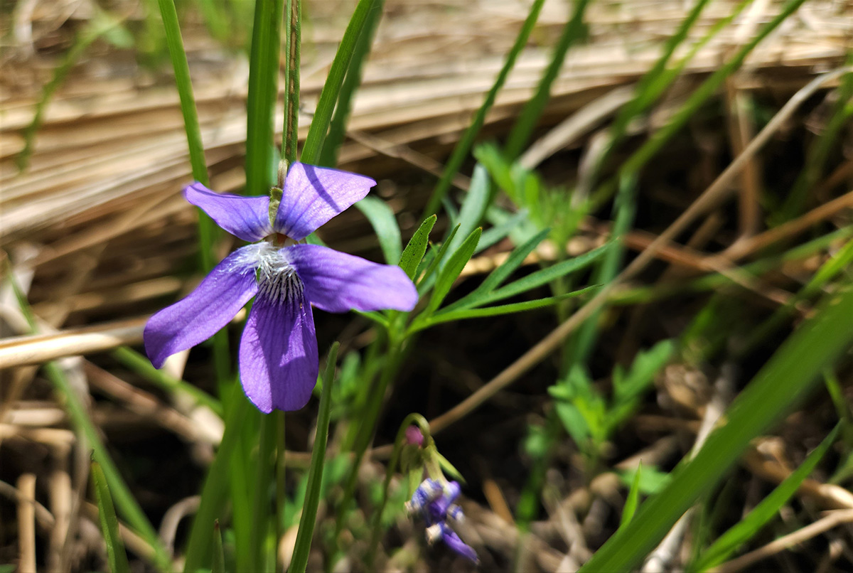 Prairie violet flower