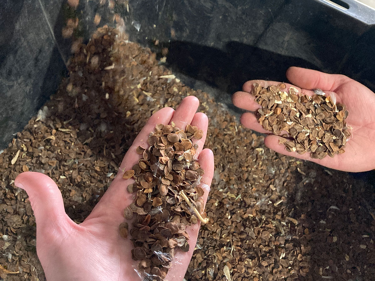 Brown milkweed seeds in a bin with someone holding handfuls of seeds above
