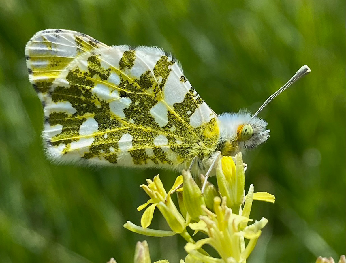 Green and white large marble butterfly