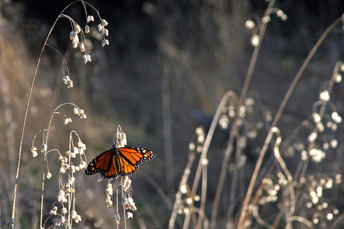 overwintering monarch on dead plants on a beach