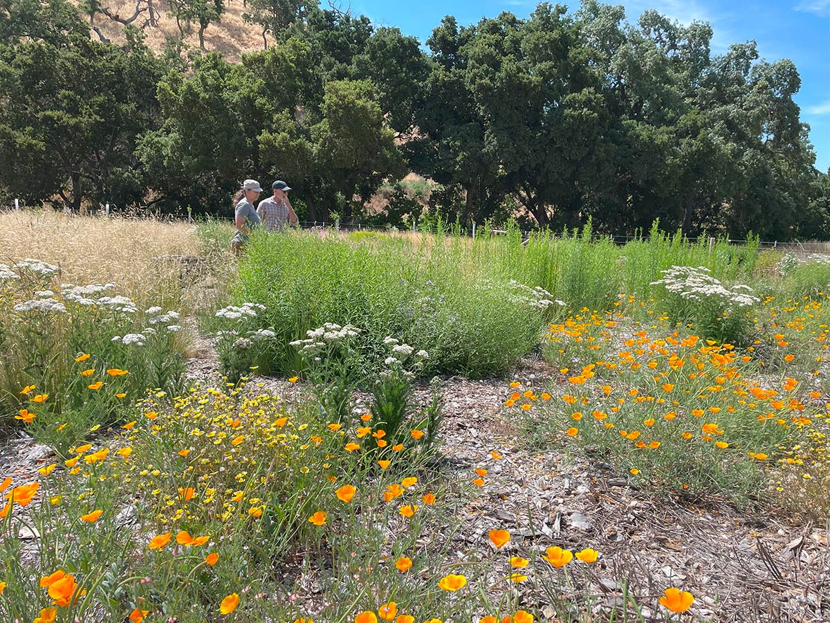 Flowers and other native plants growing across a landscape