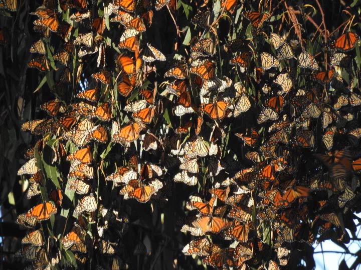 Cluster of monarchs on tree branches