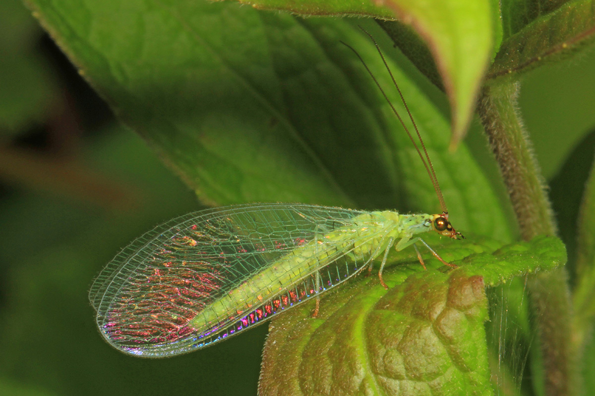 An adult green lacewing sitting on a leaf. In addition to its bright green body, this insect's wings and eyes are both iridescent, giving them a shimmering rainbow quality.