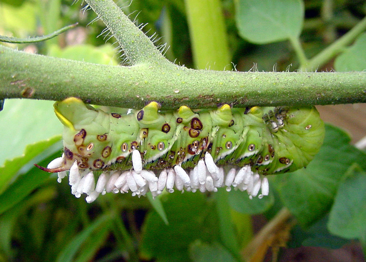 Tomato hornworm caterpillar hanging from a stem covered in white wasp cocoons