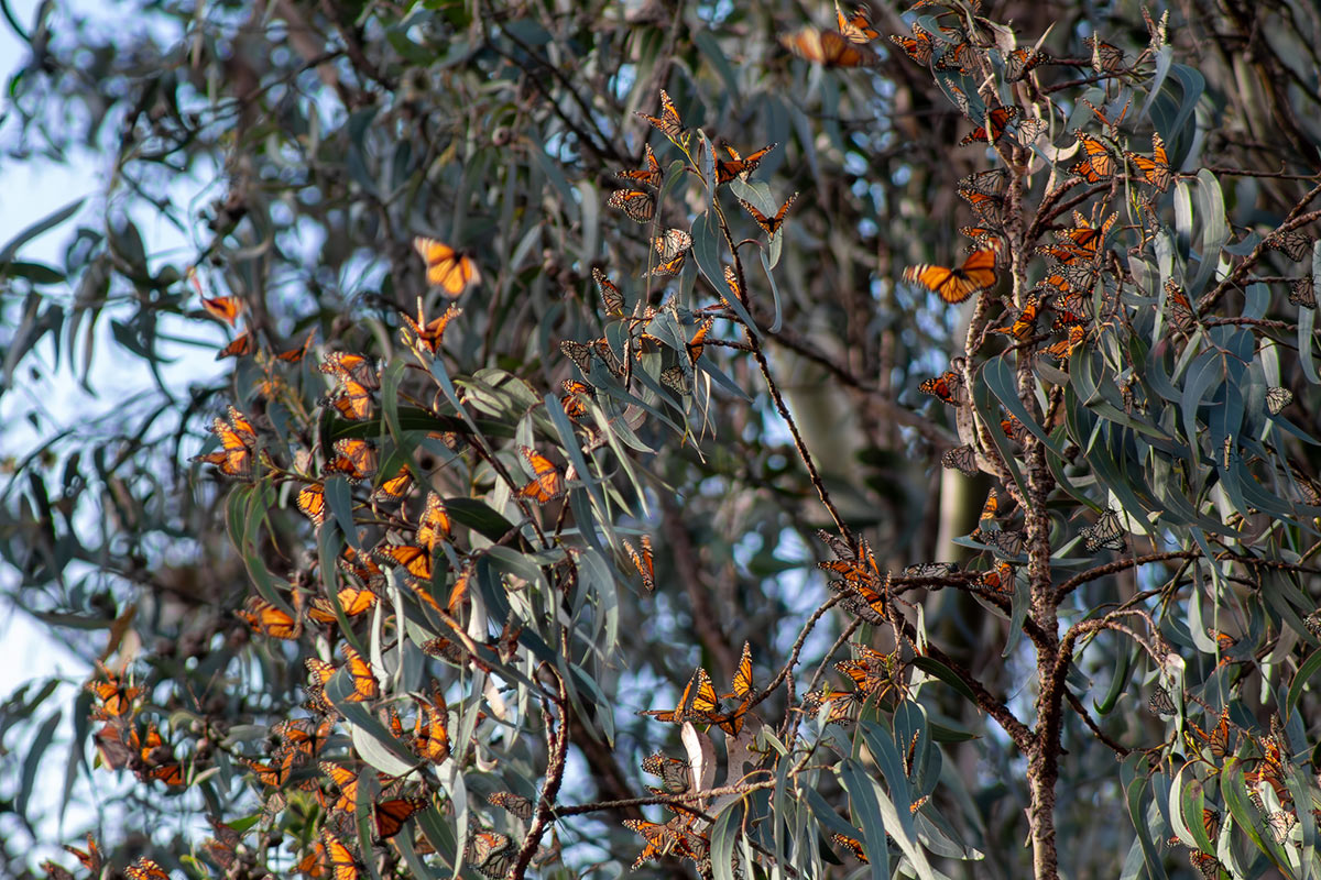 Monarchs aggregating on Blue gum eucalyptus at the Pismo Beach Butterfly Grove