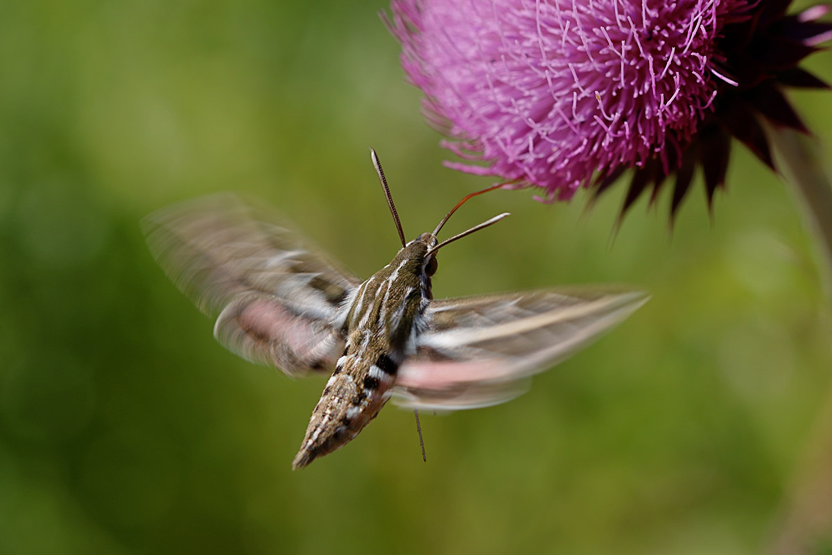 A hawkmoth hovering in place while feeding on a flower. Its wings are beating so quickly that they are a blur, while its long tongue is unfurled to reach into the flower from a distance, so the moth does not need to land.