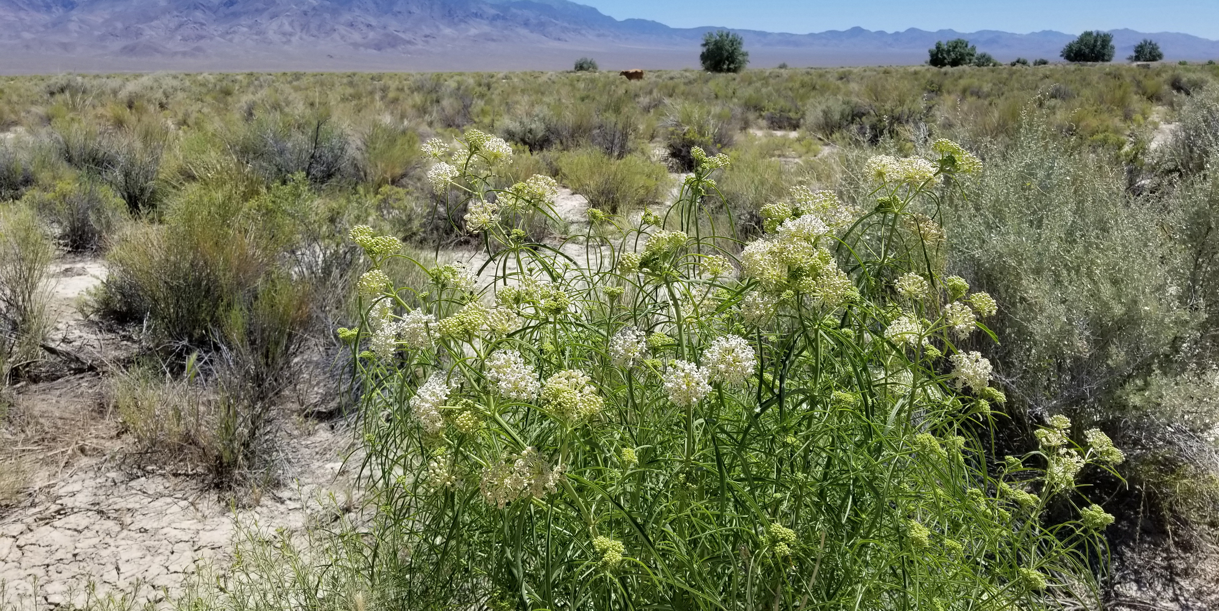 White milkweed flowers blossom in the foreground of an arid rangeland scene, dotted with shrubs. In the distance is cattle, and farther yet, some bluish mountains.