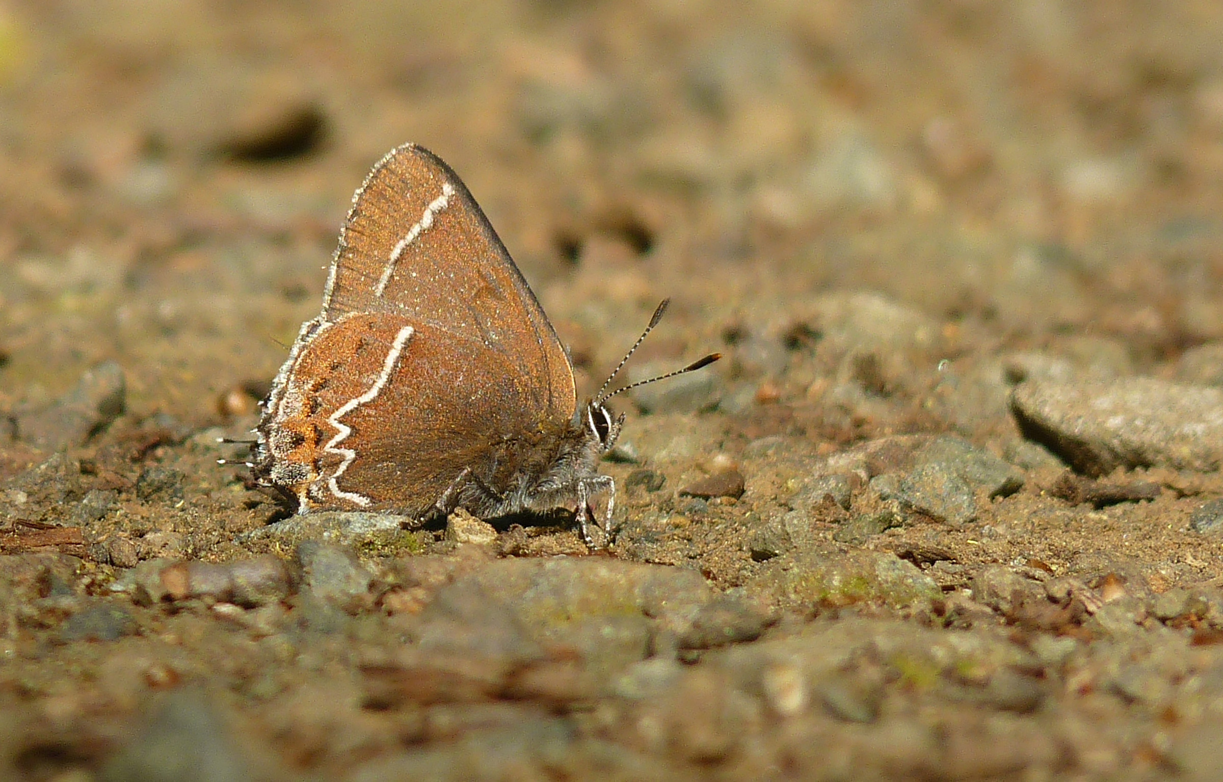A golden-brown butterfly with a bold, zig-zag white line across its wings. It is sitting on bare ground.