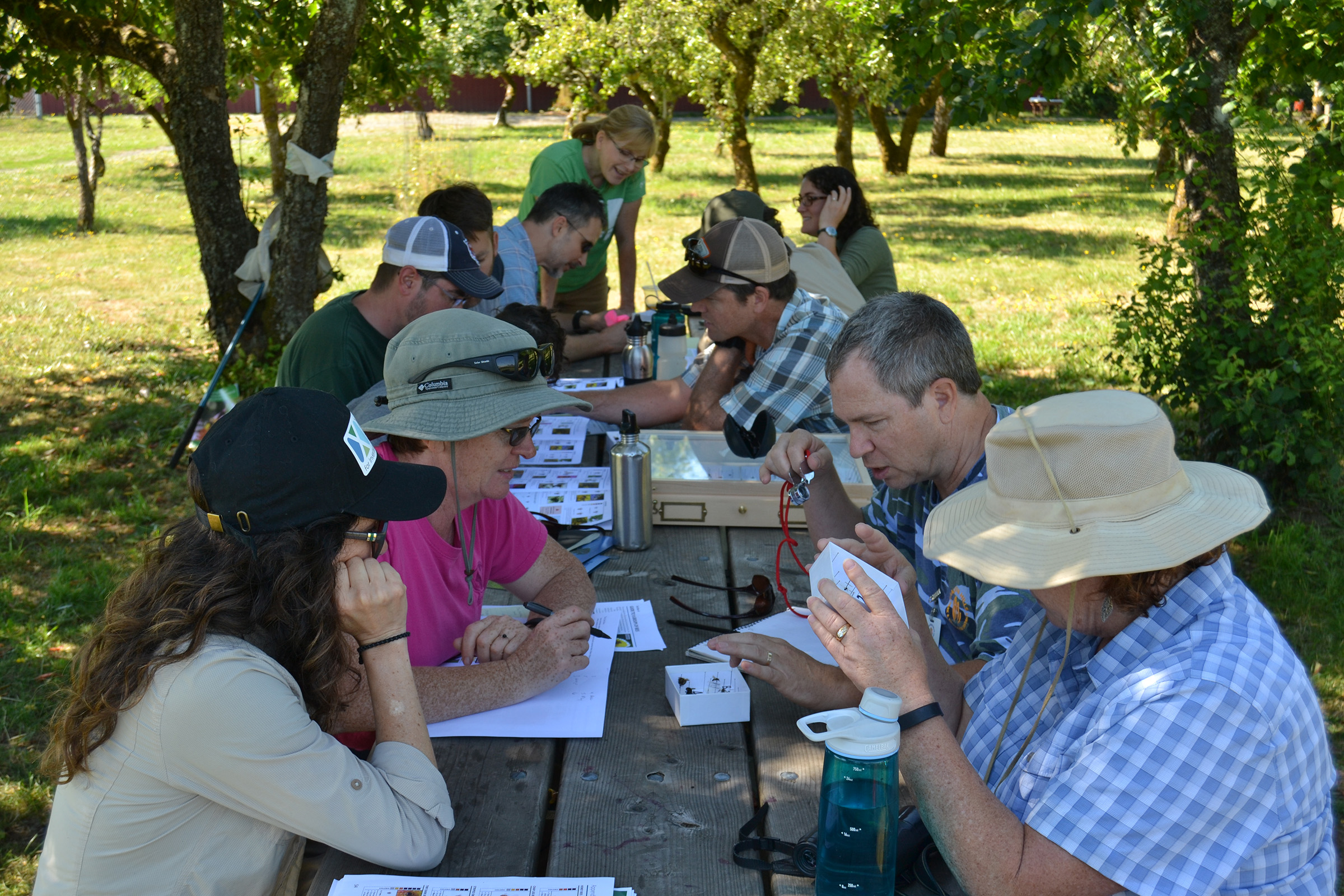 In the dappled shade of an old orchard, a group of people sit round a table looking at and actively discussing native bee specimens