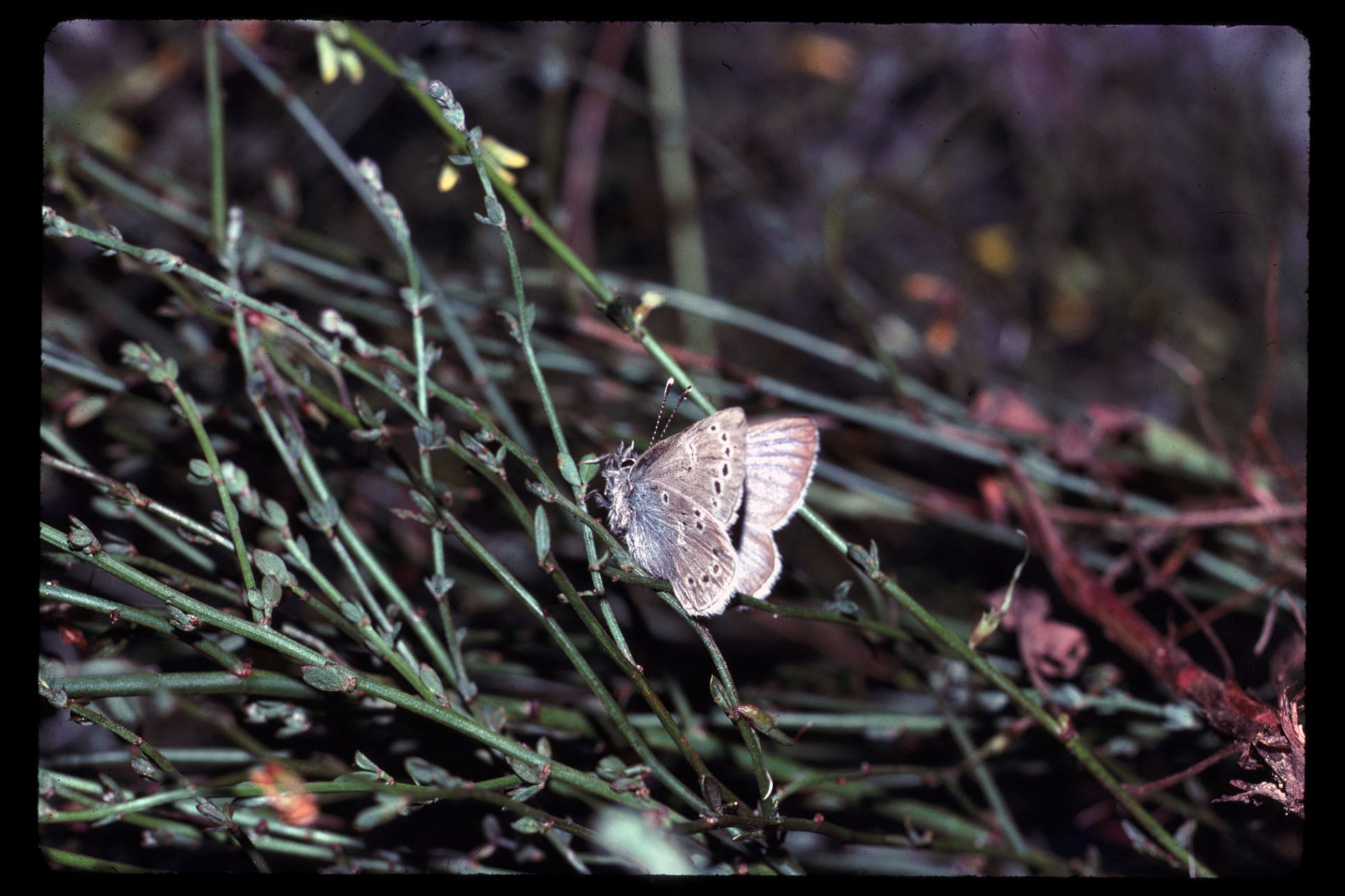 A Xerces blue butterfly resting on the green stems of deerweed