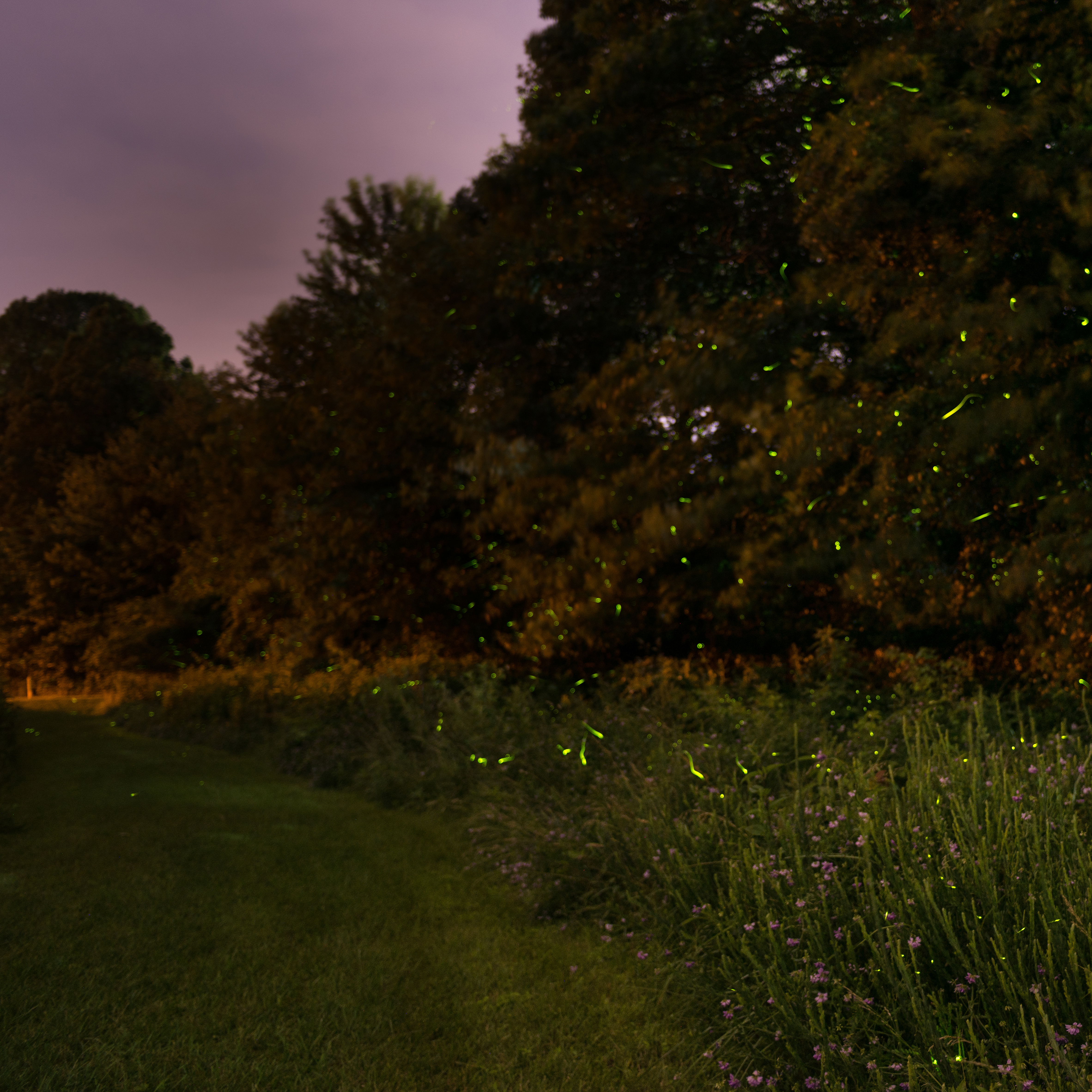 A purple firefly, with a pink head, dark antennae, and a brightly-lit, yellow light on its rear, is perched on a green, leafy stem.