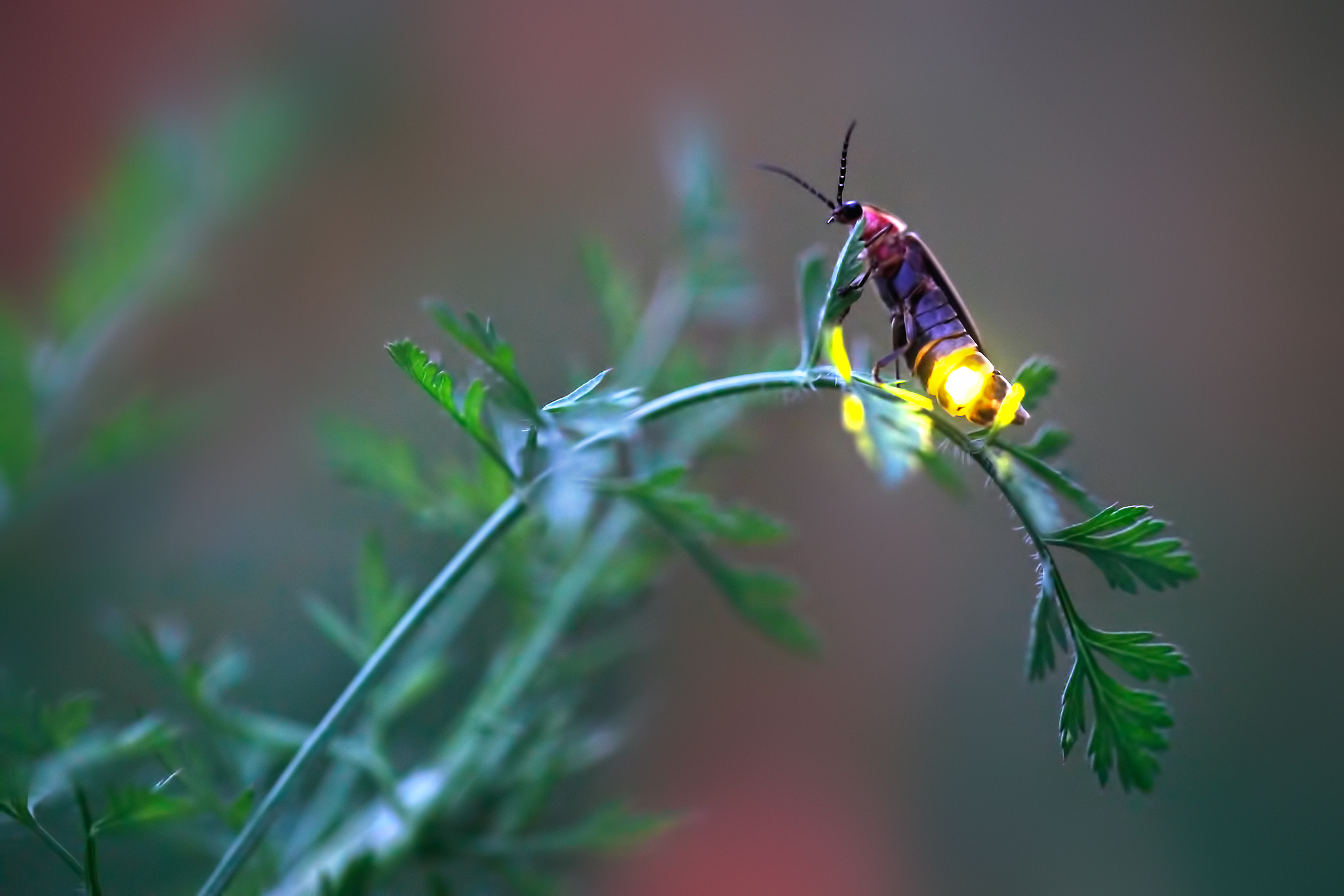 A female firefly flashes from her perch on the tip of a curving twig