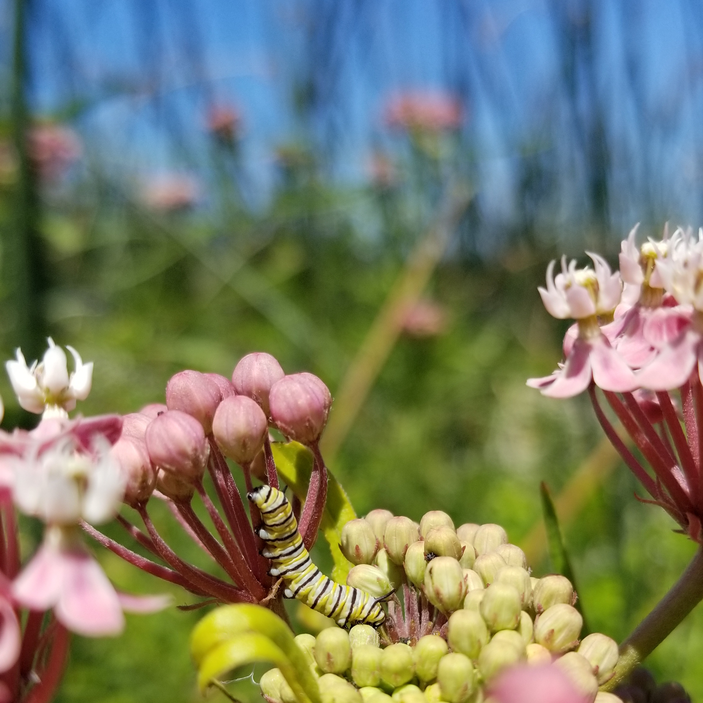 A tiny yellow, white, and black striped monarch caterpillar on the pink flowers of swamp milkweed.