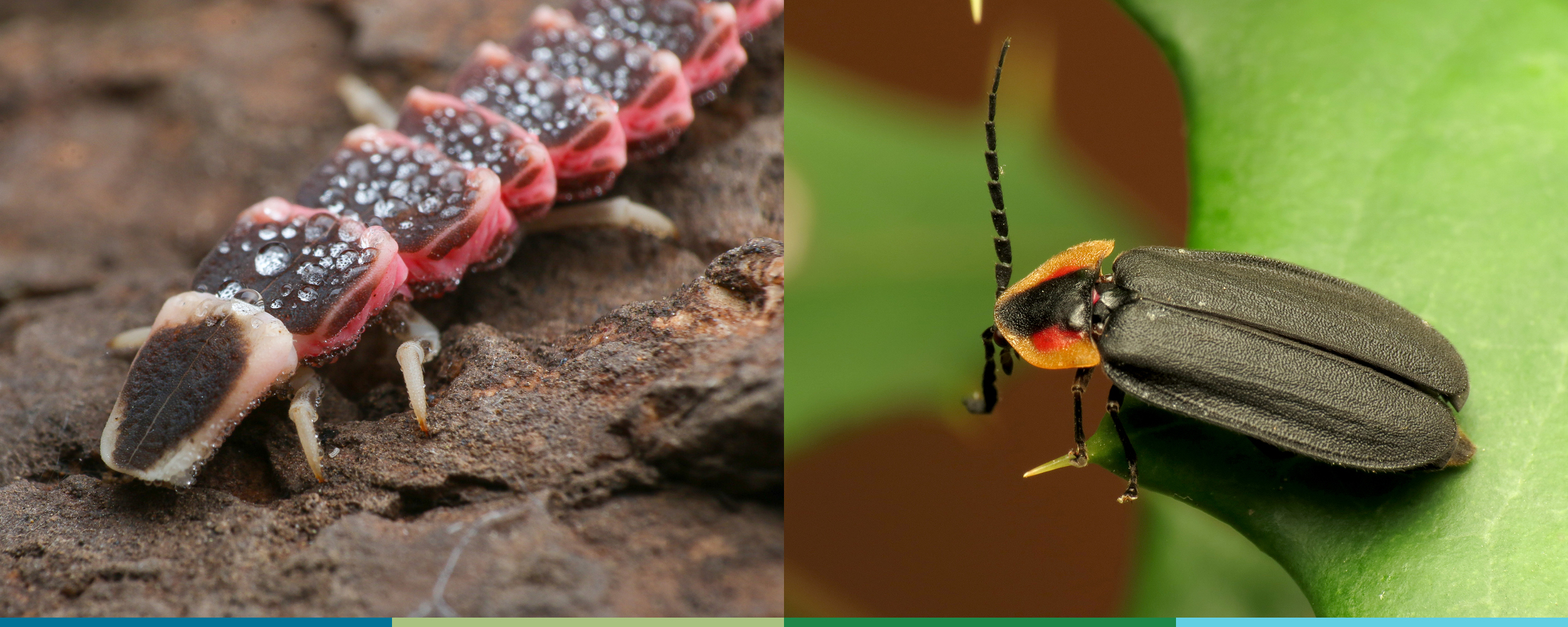 A pair of images: on the left is a glow-worm with a long, segmented body that is dark brown and pink; on the right is a firefly with black body and two red strips behind its head