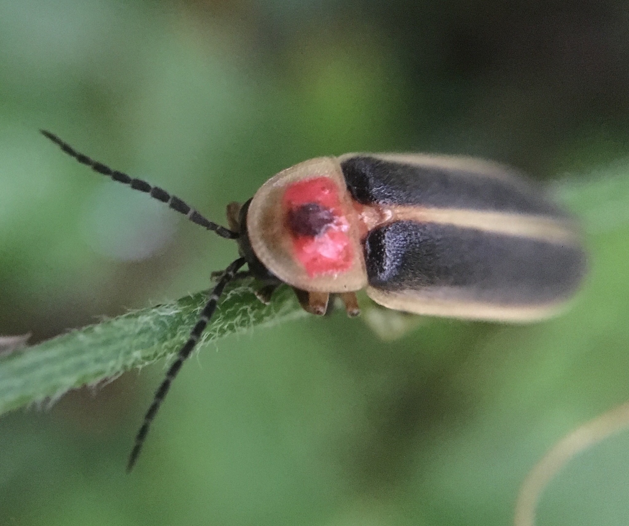In daylight, most fireflies don't look so magical. This big dipper firefly is mostly black, with pale brown  margins to it's body and a red patch on the top of it's thorax.