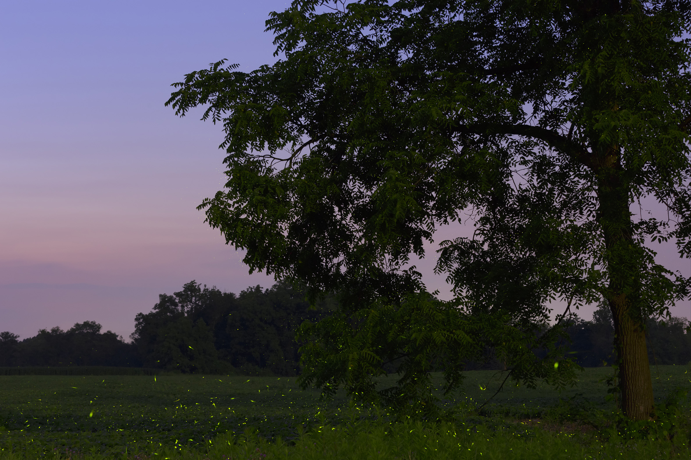 The green flashes of fireflies fill the darkness of this meadow as dusk approaches