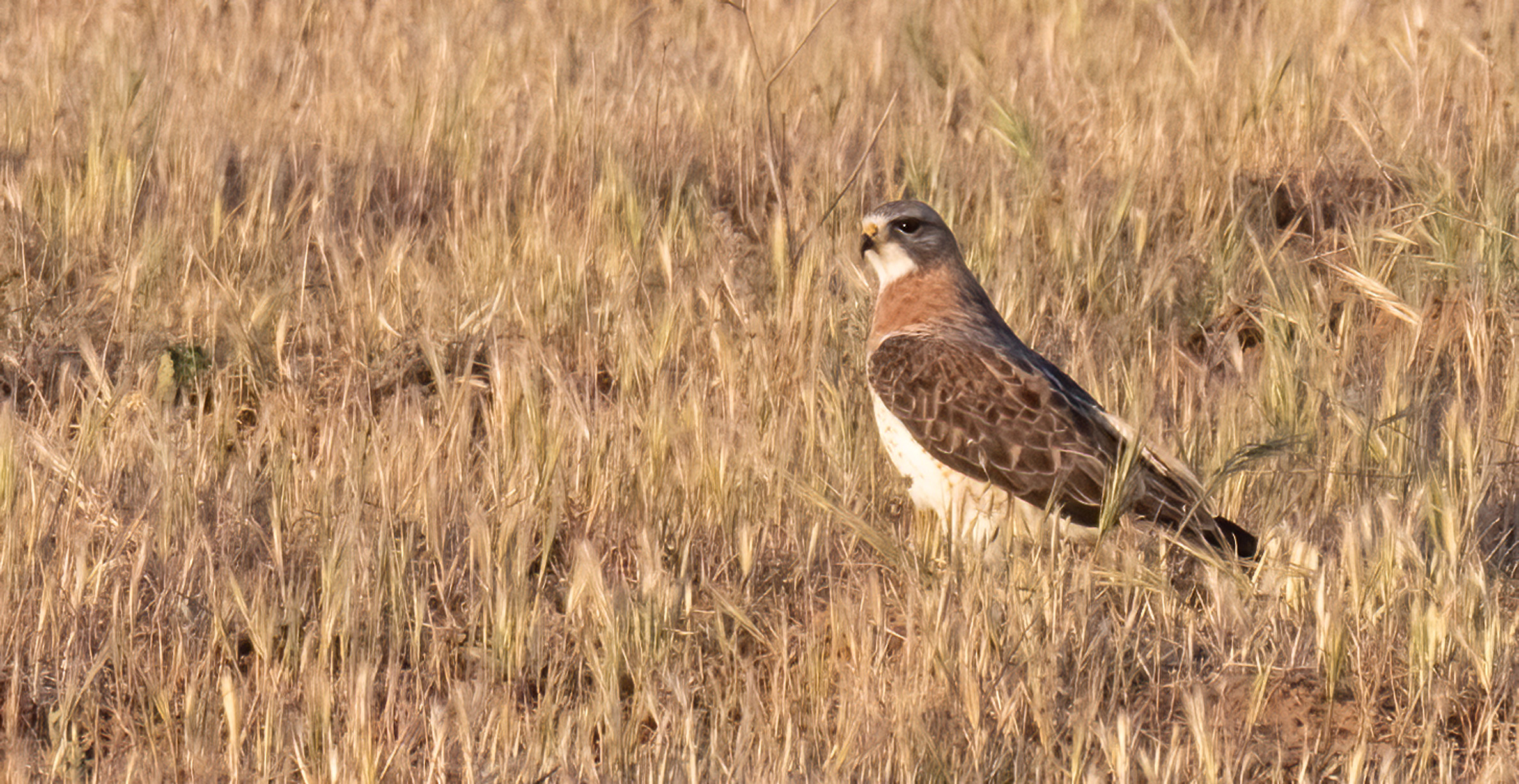 A hawk standing among dry brown grass. The hawk has brown wings, a rusty colored neck, and grey head.