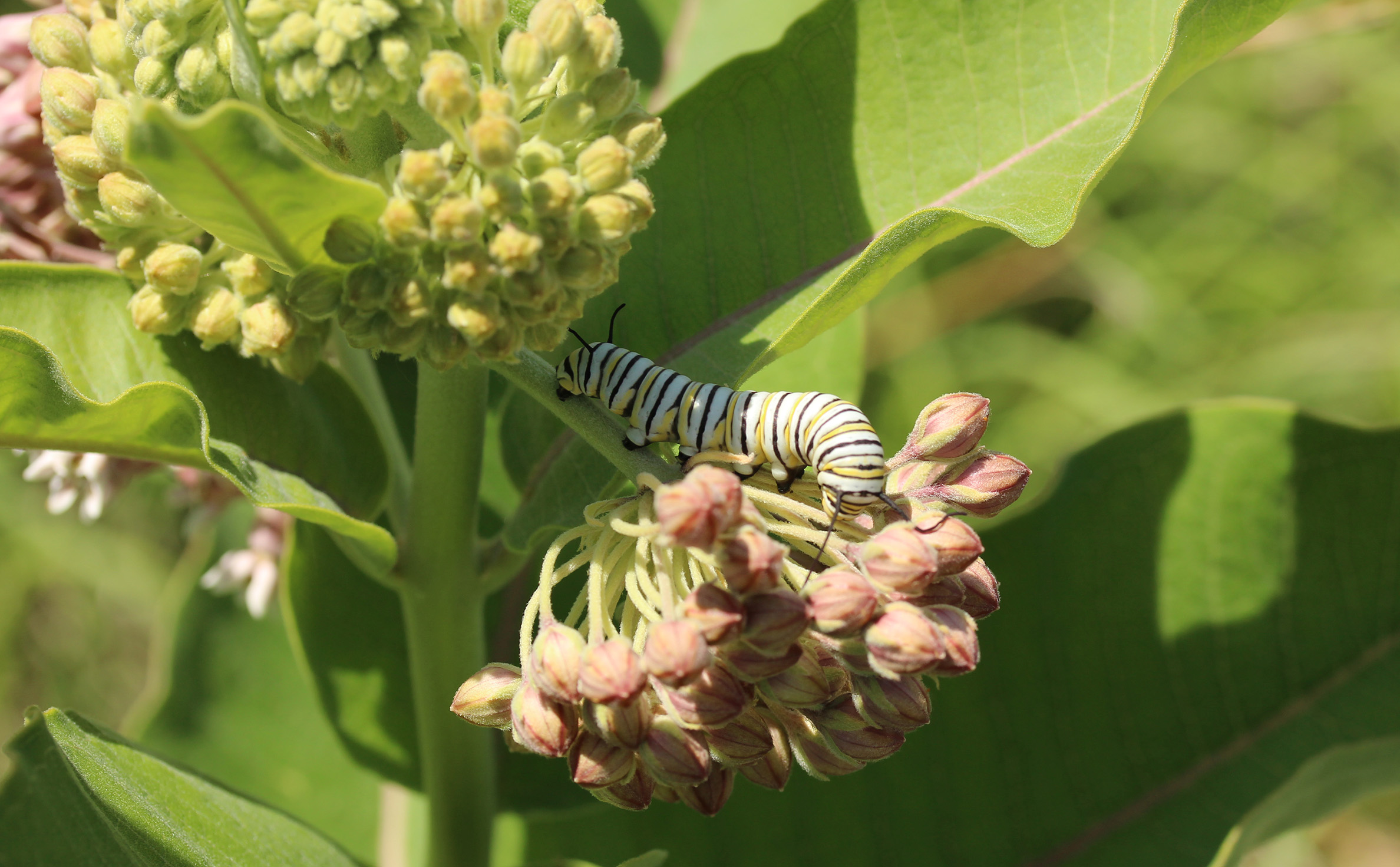 A black, yellow, and white striped monarch caterpillar on the pink flowers of milkweed.