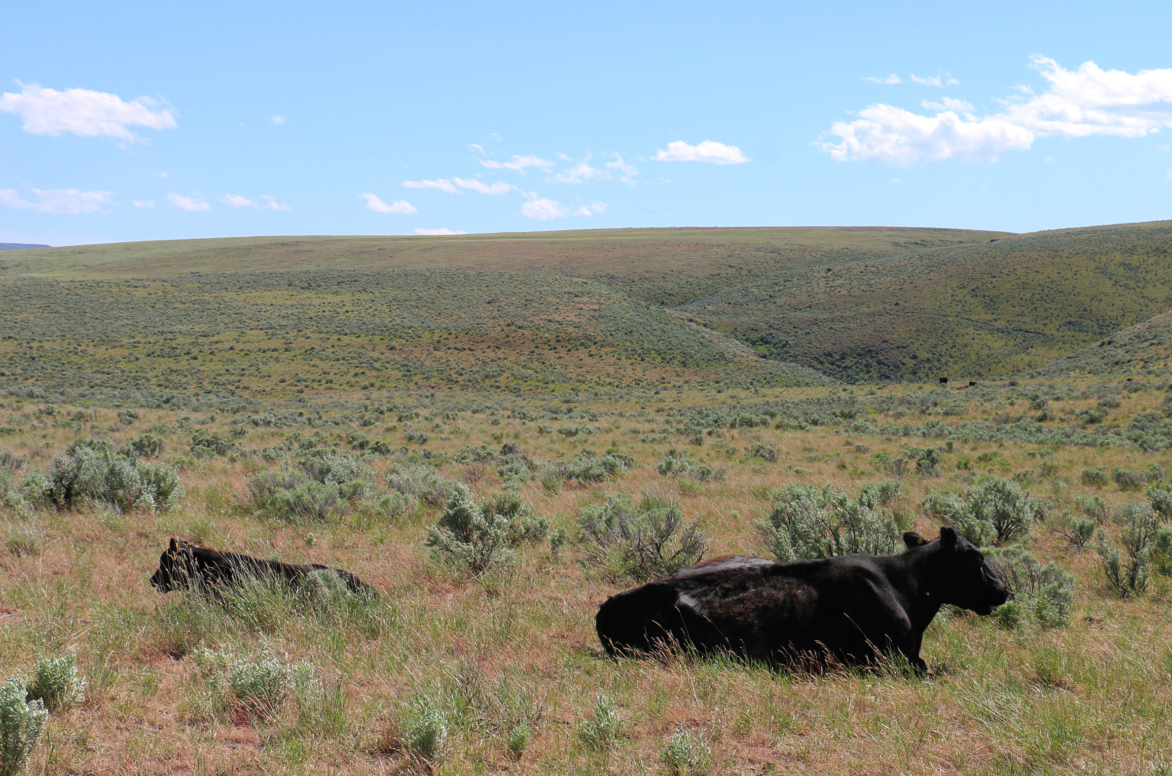A cow and her calf, both black, lie in the middle of sagebrush and grasses, with the rangeland stretching away to the horizon.