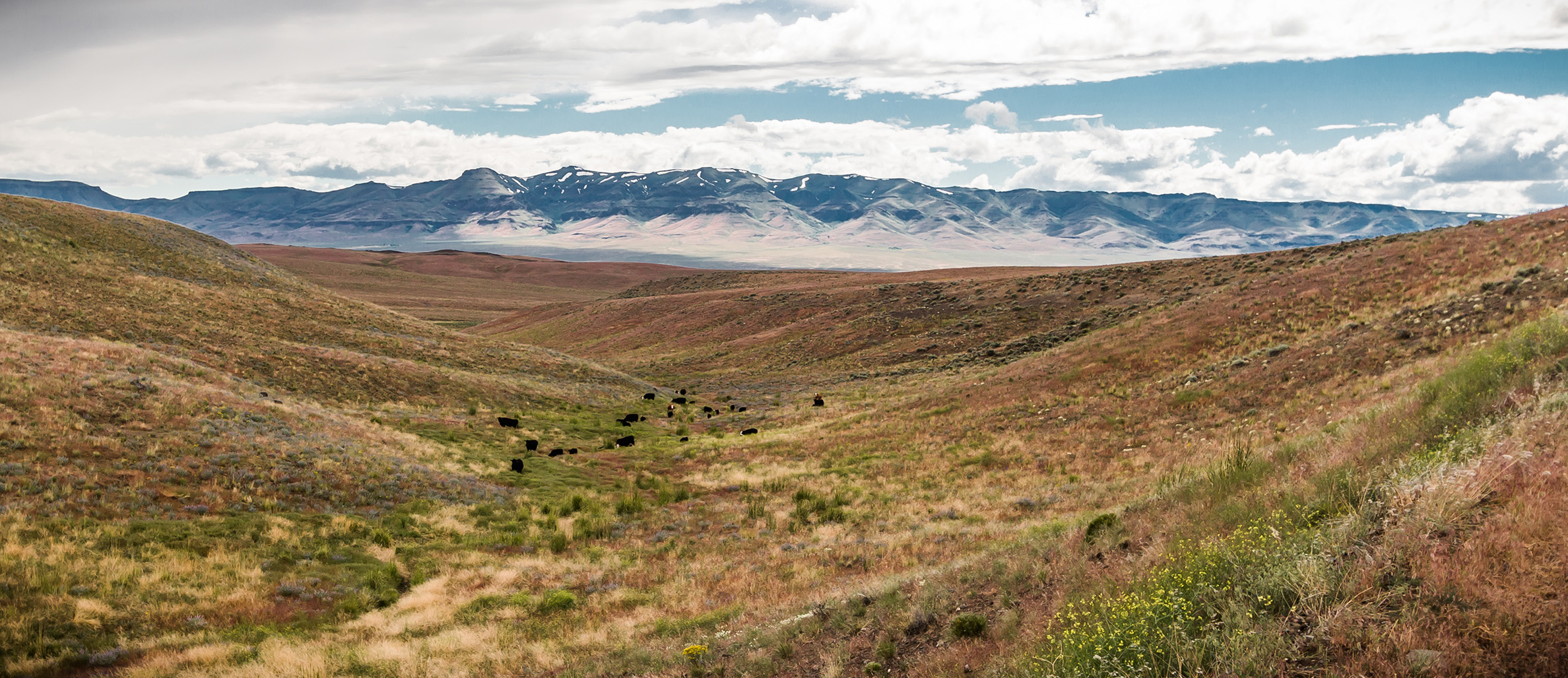 The landscape of NE Oregon is largely rolling rangelands, dotted with wildflowers and cattle