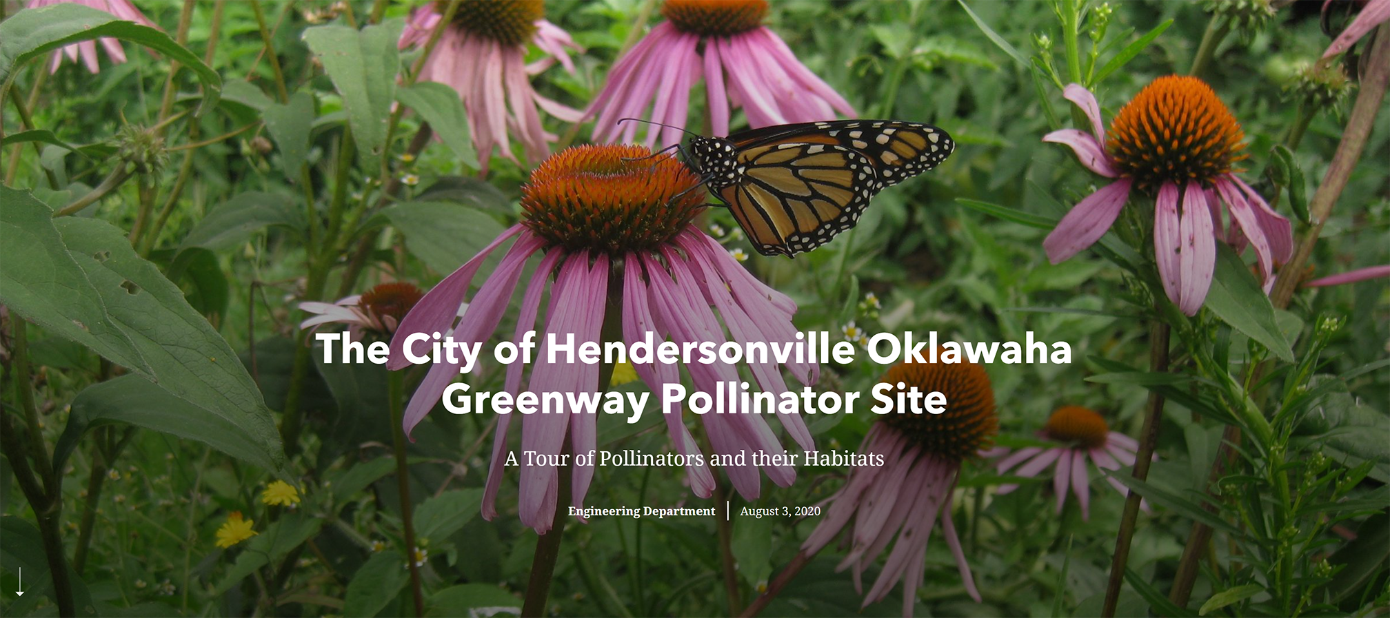 A photo showing purple coneflower plants and orange-and-black monarch butterflies. Across the photo is "The City of Hendersonville Oklawaha Greenway Pollinator Site"