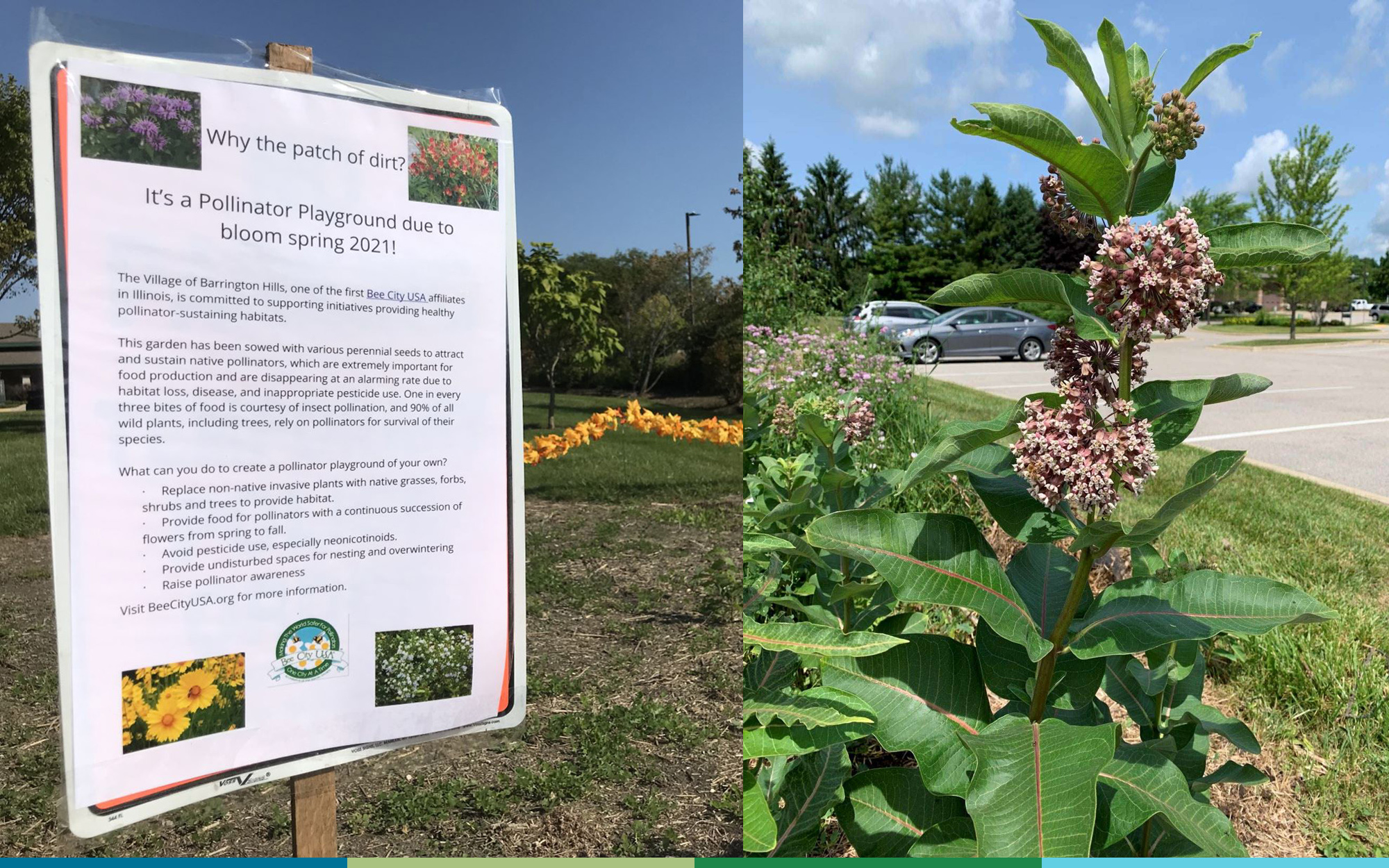 A composite image: on the left is a sign that explains that the patch of bare dirt is being made into a pollinator garden. On the right, is a mature milkweed plant with large green leaves and pink flowers.
