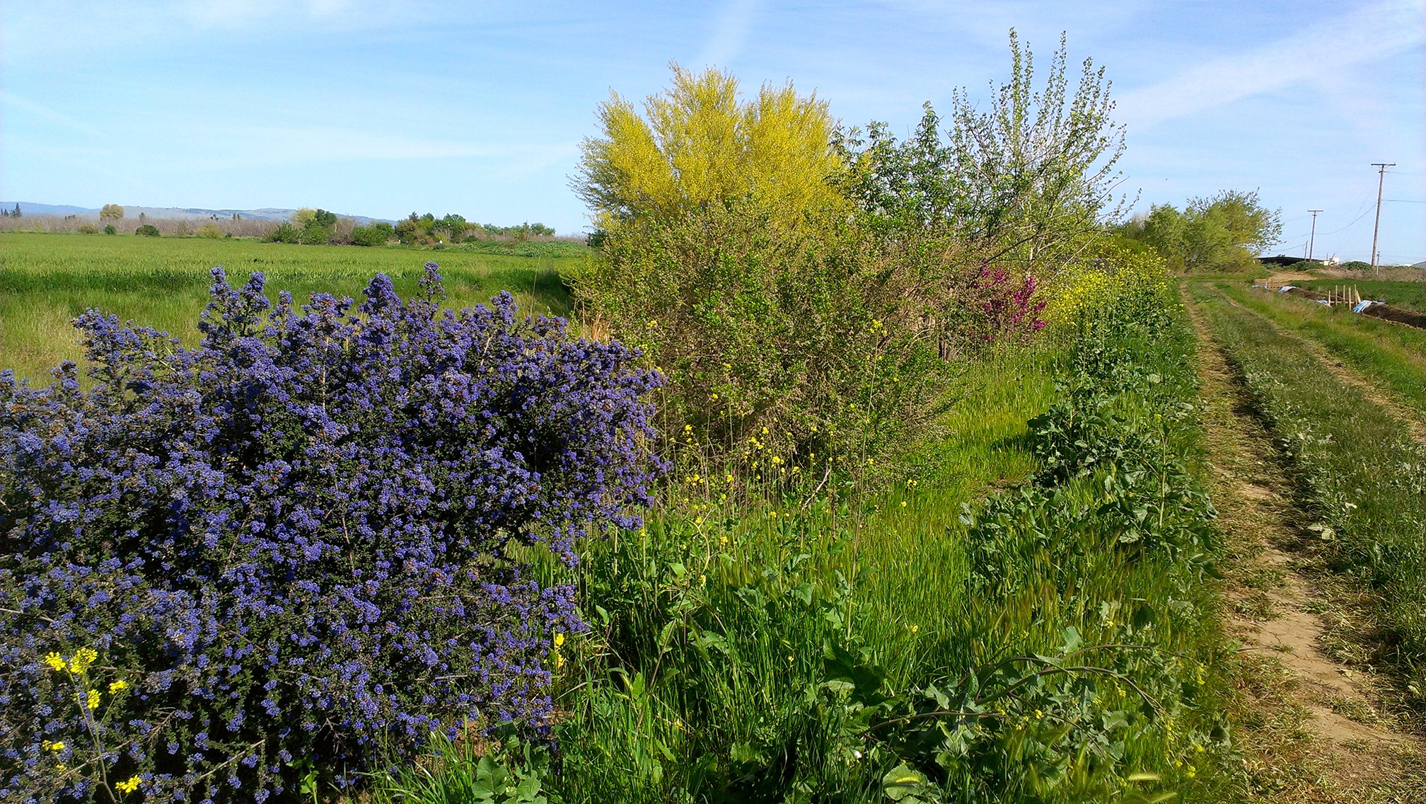 Dark blue flowers of ceonothus and the pink of red bud light up this hedgerow planted along a farm track.