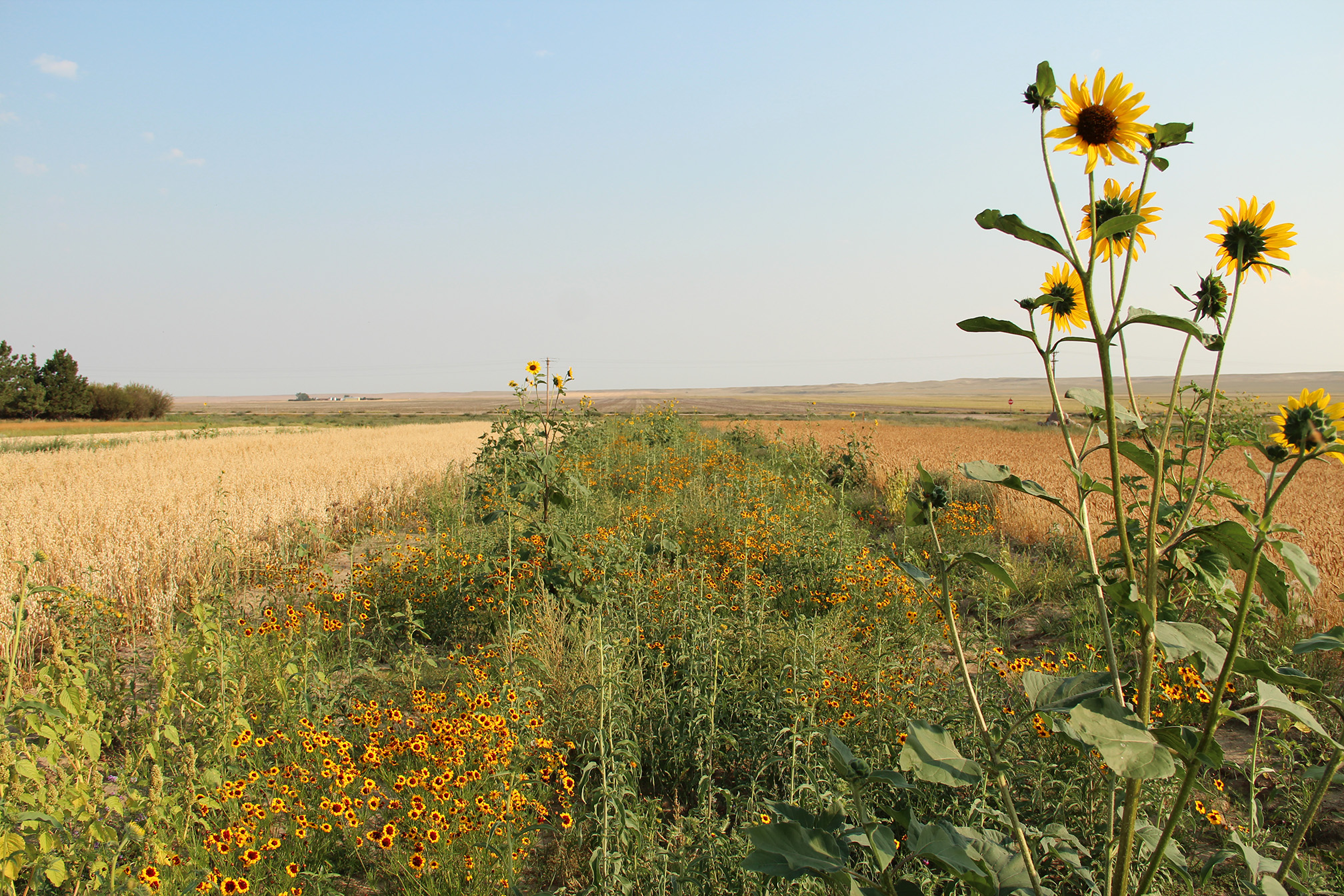 A mass of brightly colored wildflowers fill the habitat strip between two fields of golden-grown wheat. Yellow-petaled sunflowers stand tall against the blue sky