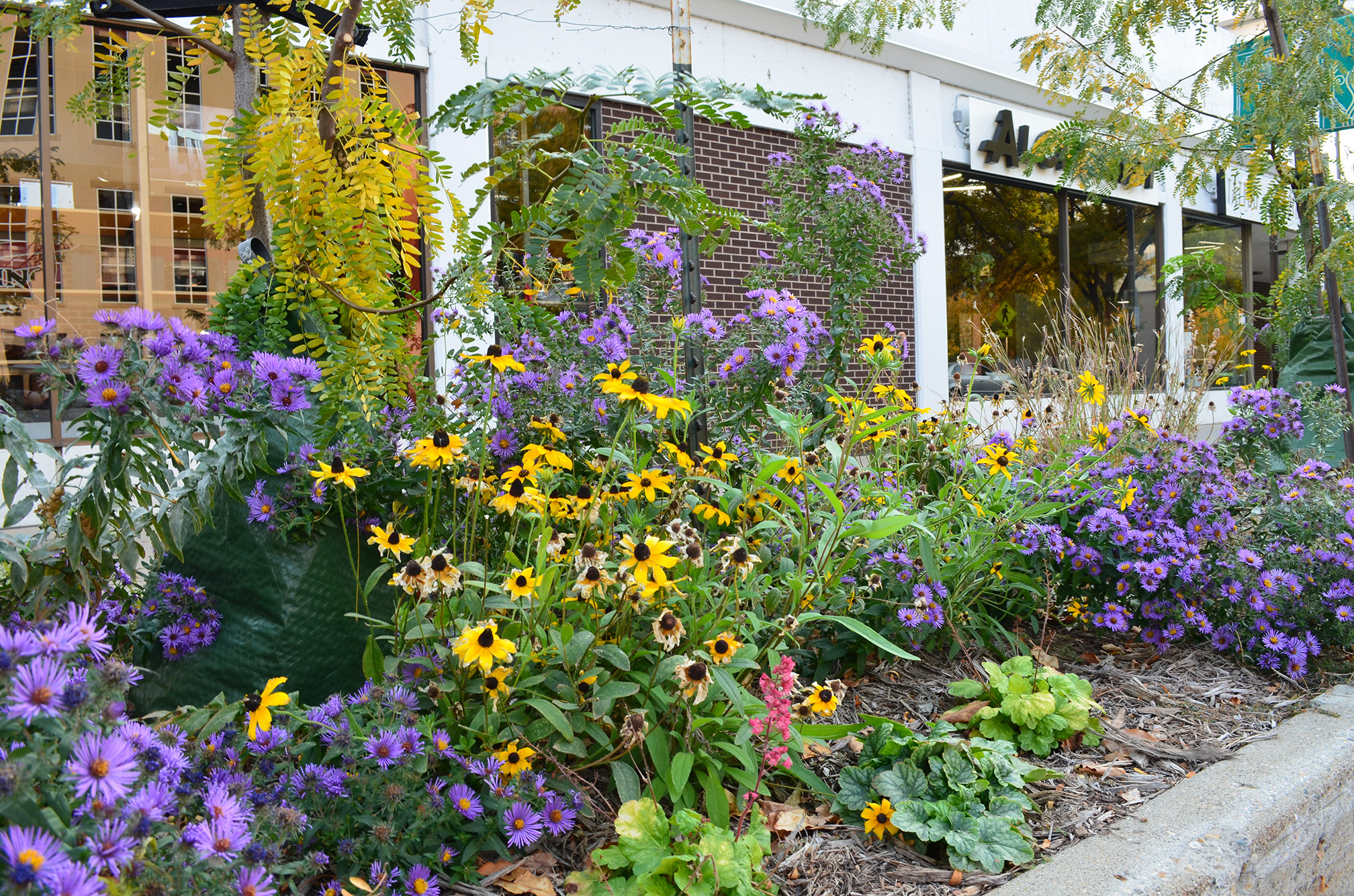 A flower bed beside a street in a downtown. The flowers include purple asters and yellow coneflowers. Behind are large mirrored glass windows of a store, which reflect the buildings opposite.