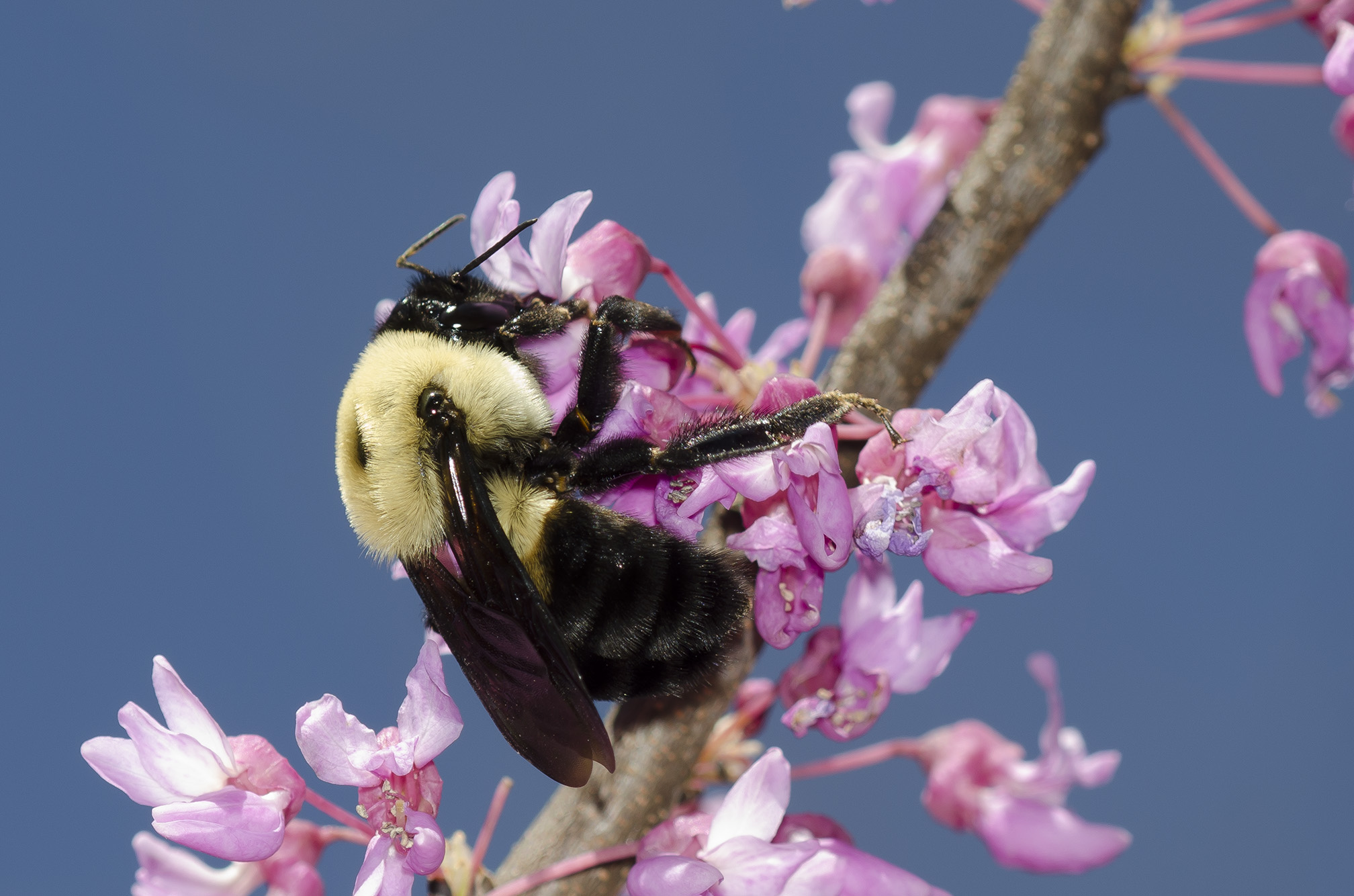A large and hairy bumble bee curls itself around the pink blossom of redbug as it drinks nectar. The bumble has a black head, with the front half of it's body yellow and the rear part black.